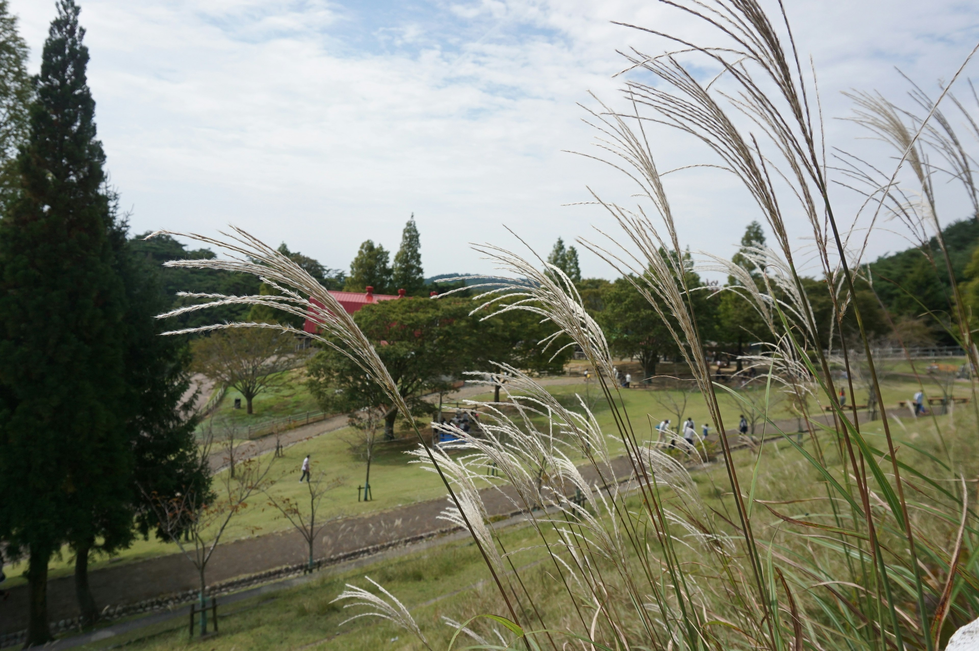 Pemandangan dengan rumput tinggi dan pohon di bawah langit biru