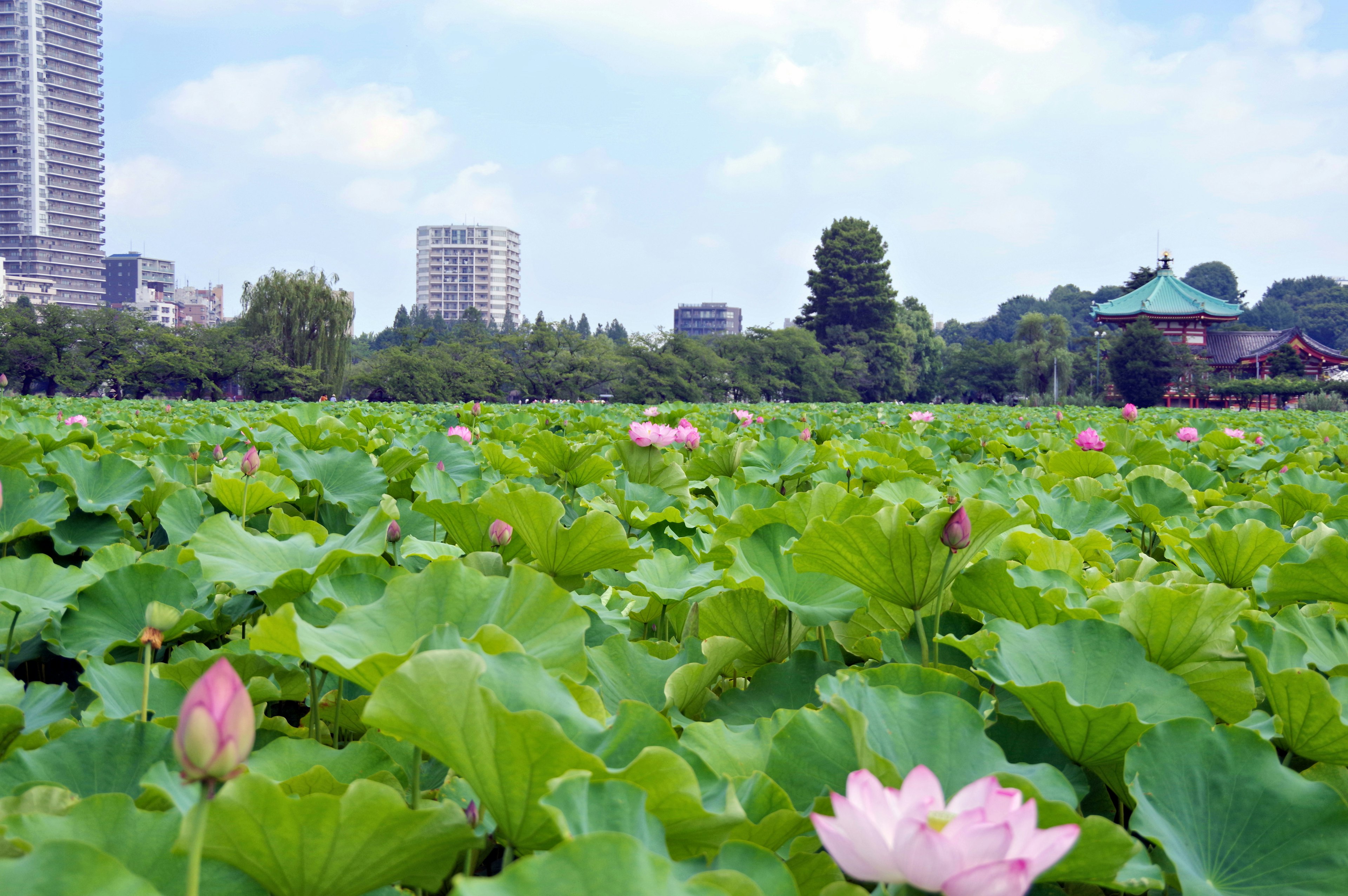 美しい蓮の花が咲く池の風景 都市の高層ビルと緑豊かな公園のコントラスト