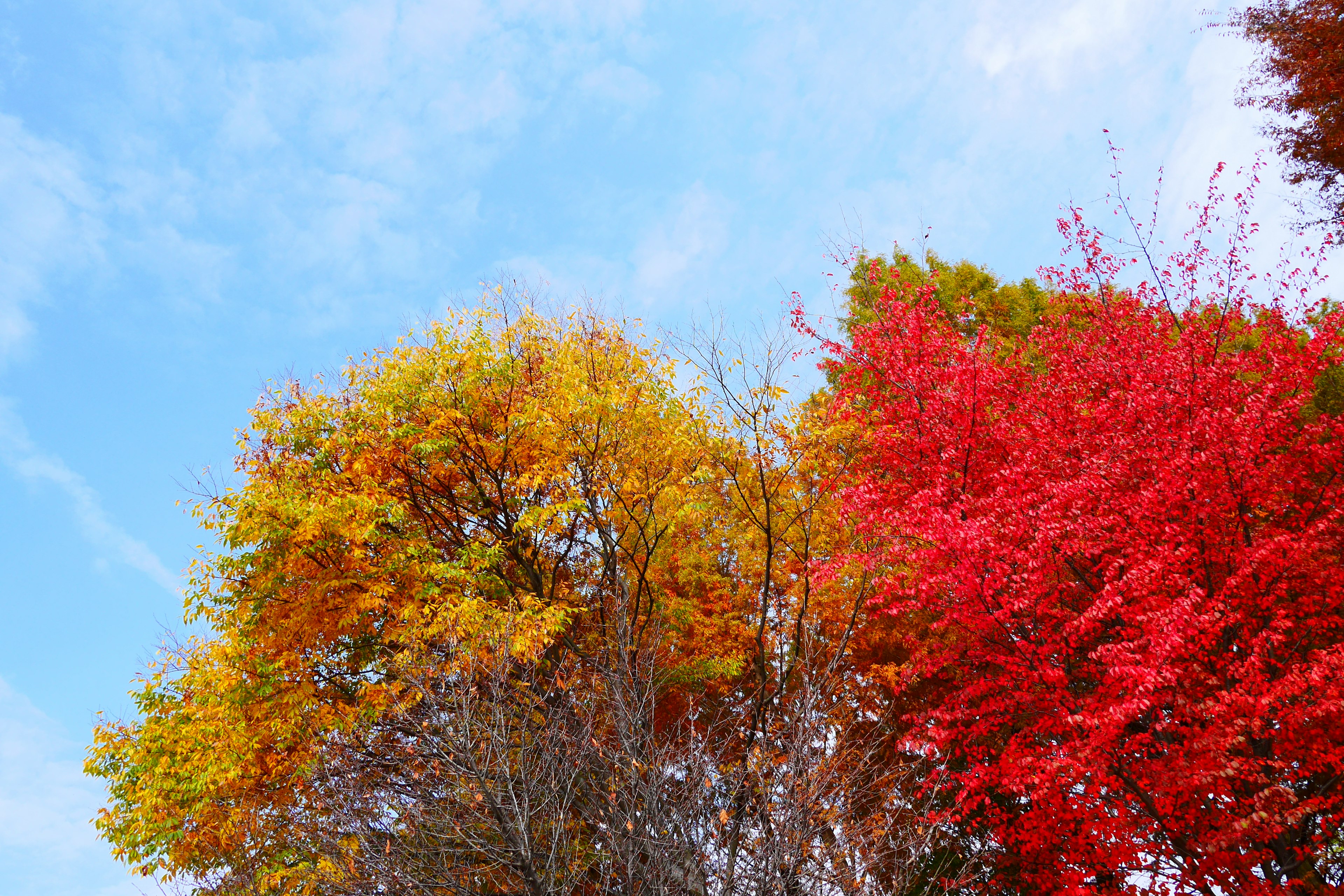 青空の下に色とりどりの紅葉した木々が並んでいる