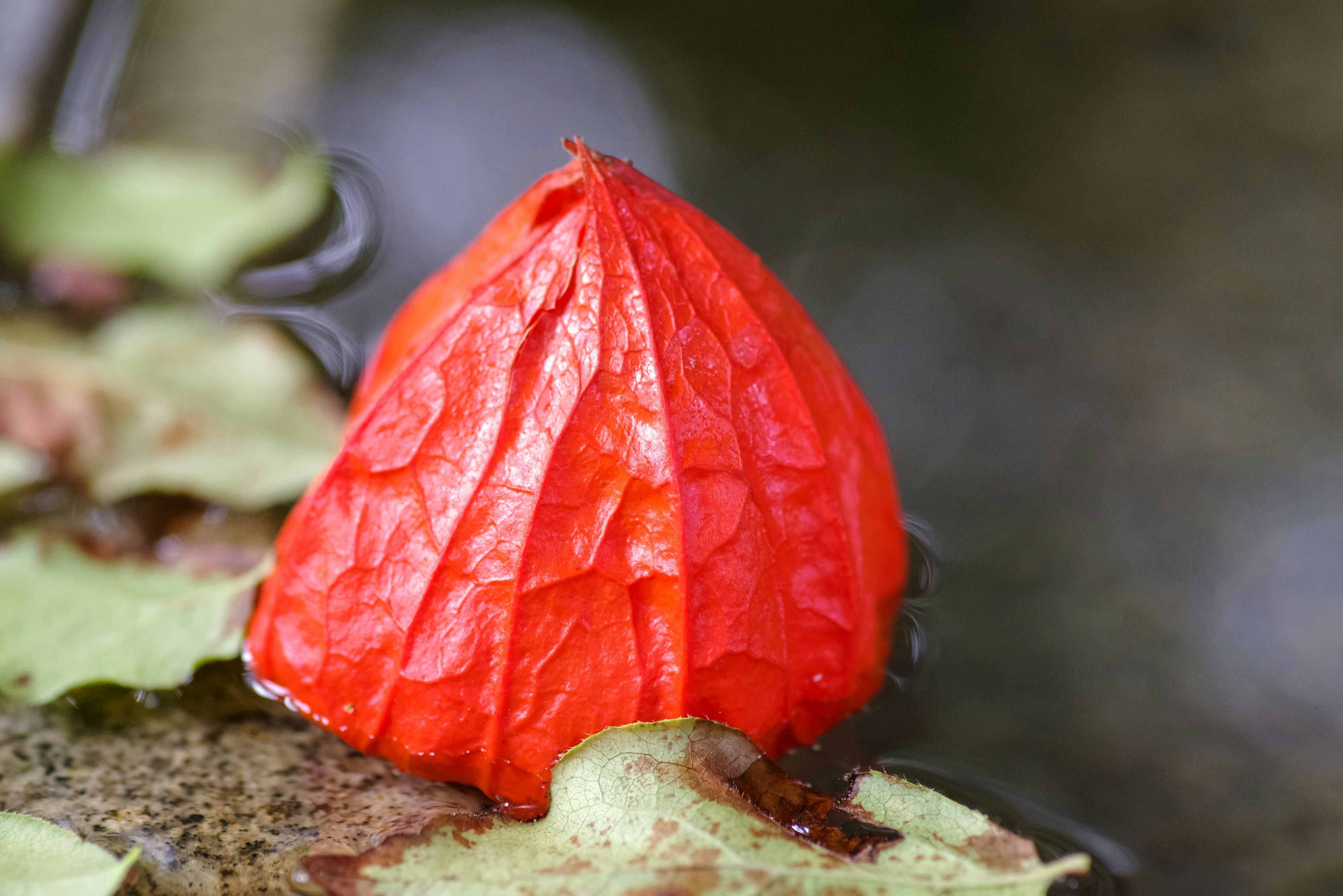 Lebensfrohes rotes Blütenknospe, die auf Wasser mit grünen Blättern schwimmt