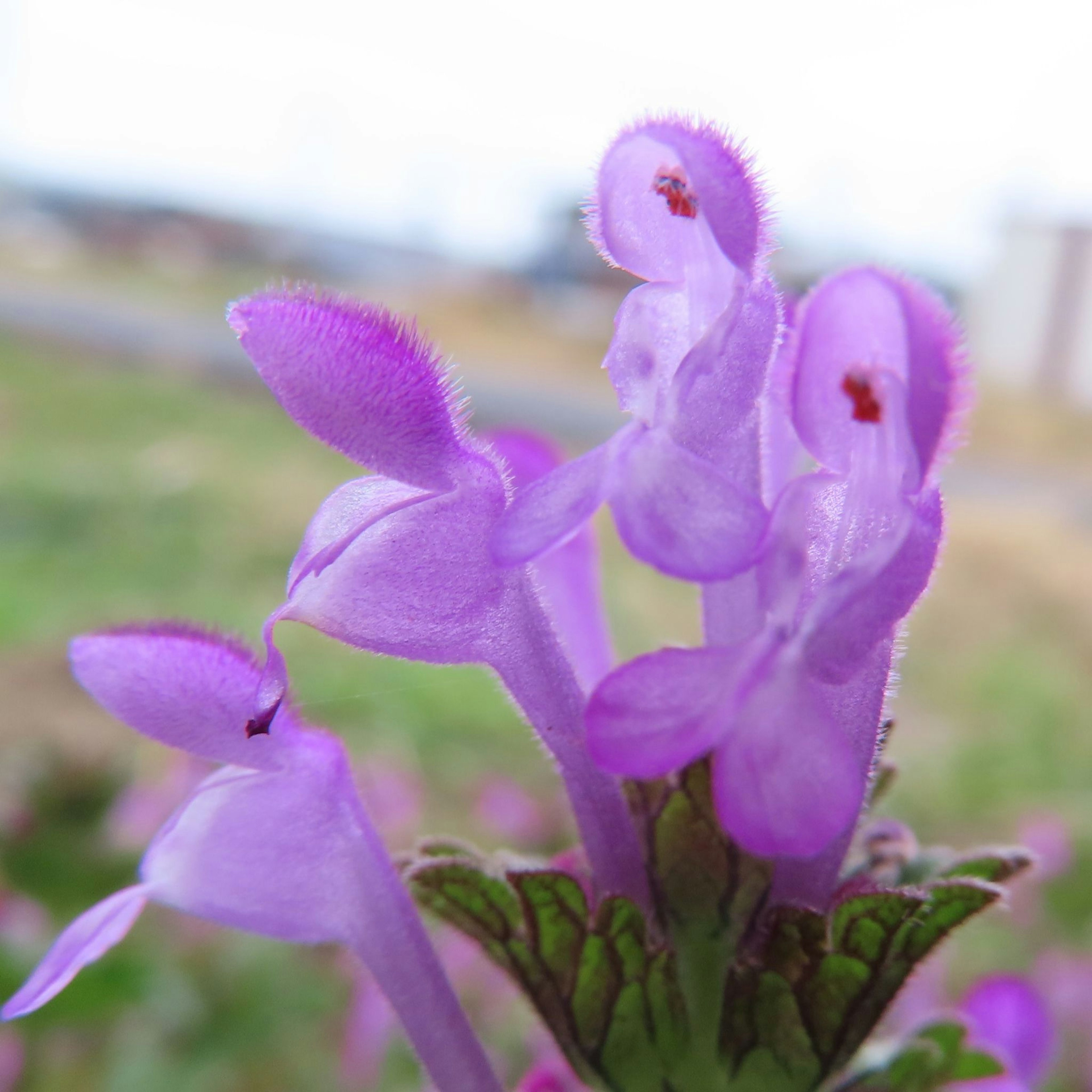 Primo piano di una pianta con fiori viola