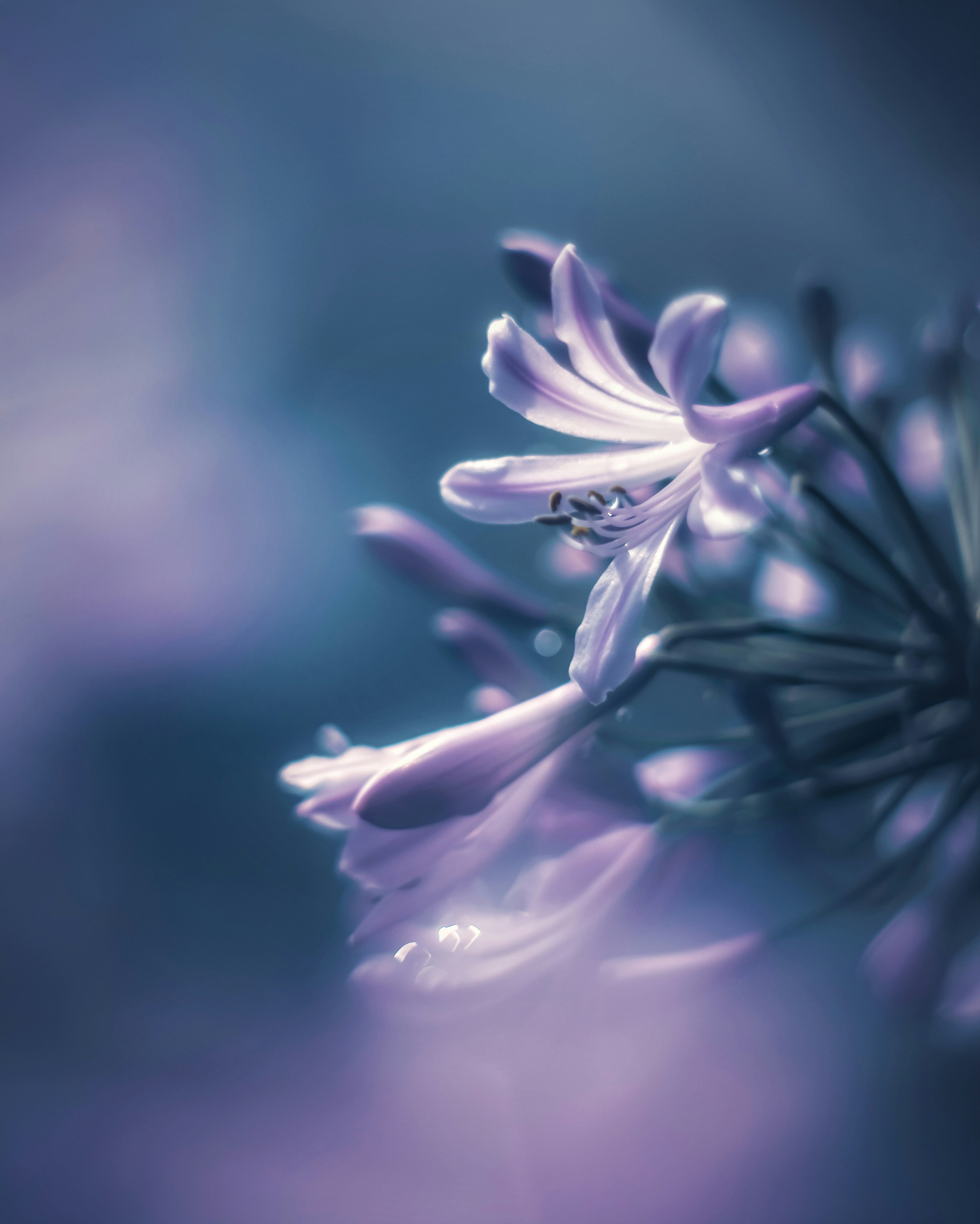 Close-up image of soft purple flowers