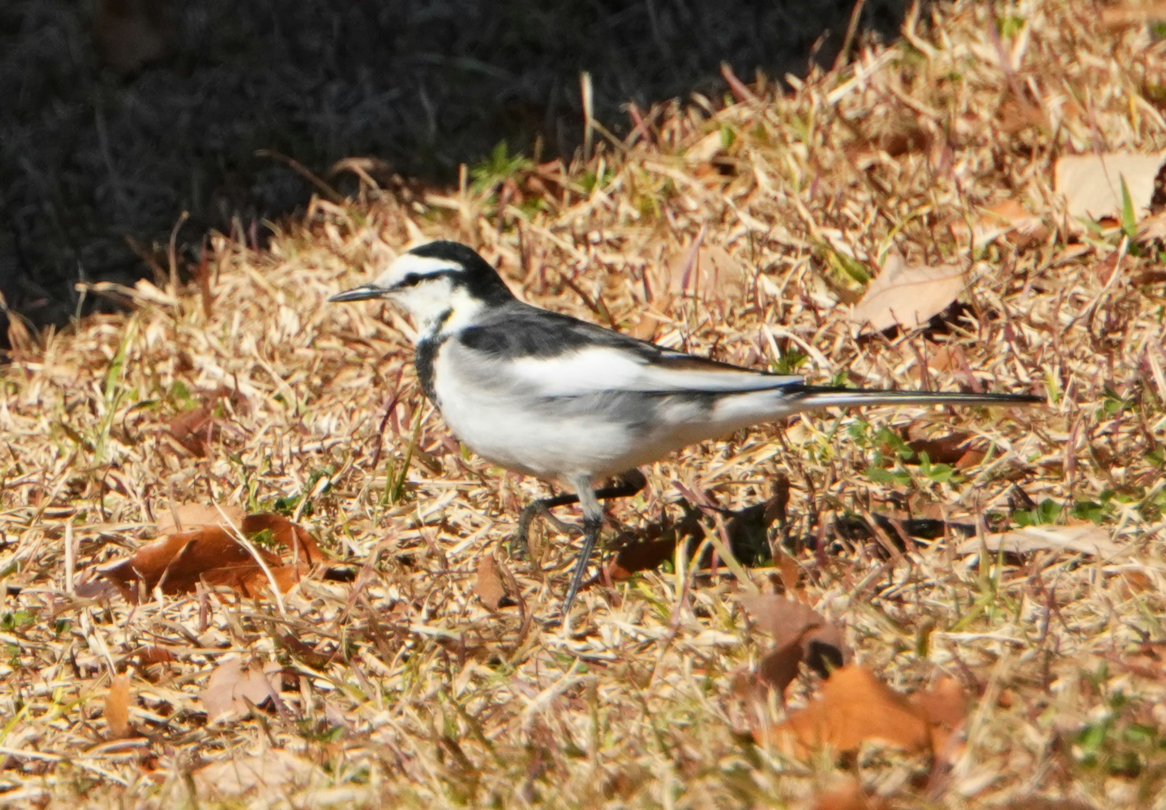 Un oiseau noir et blanc marchant sur de l'herbe sèche