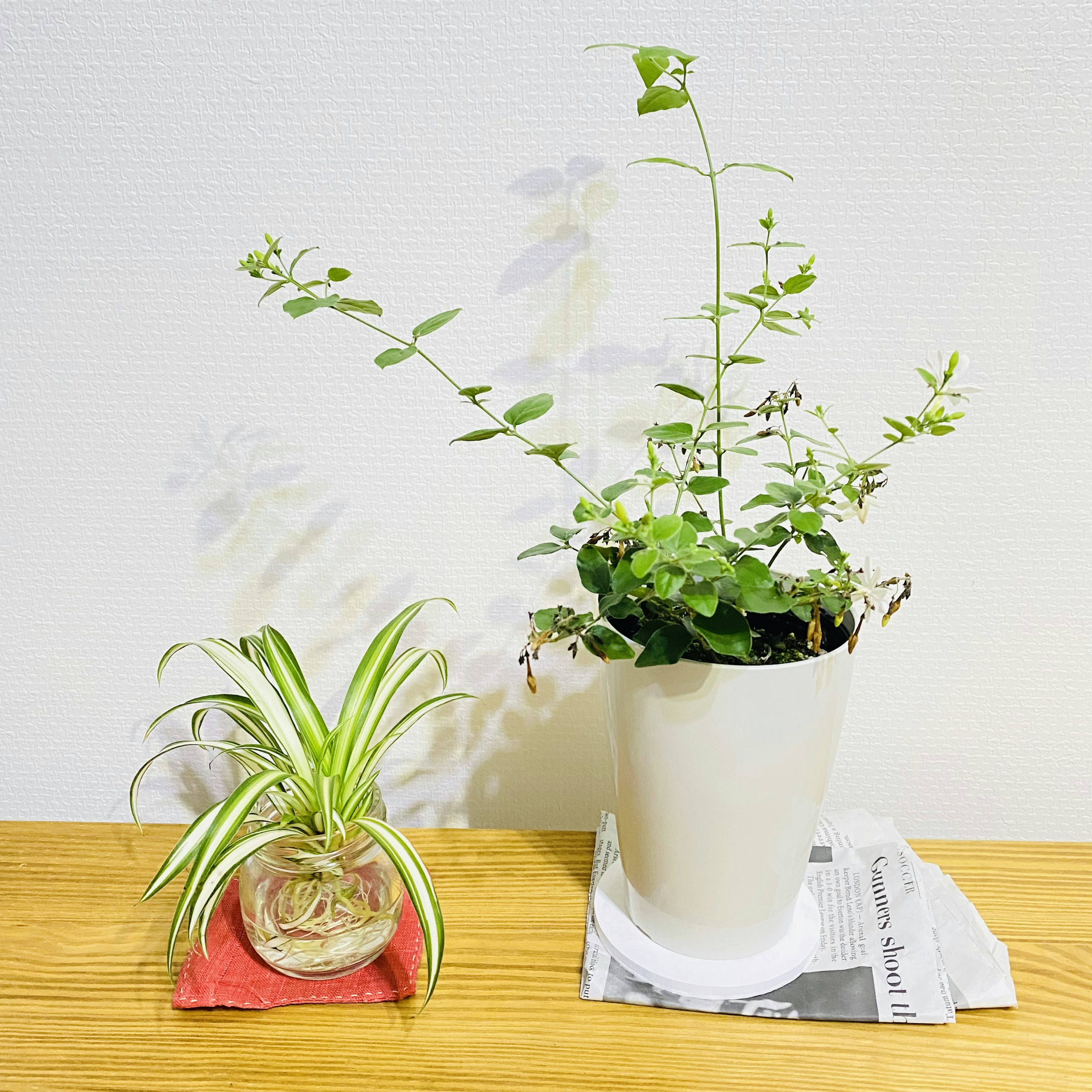 Una planta verde en una maceta blanca y una planta pequeña en un recipiente de vidrio sobre una superficie de madera