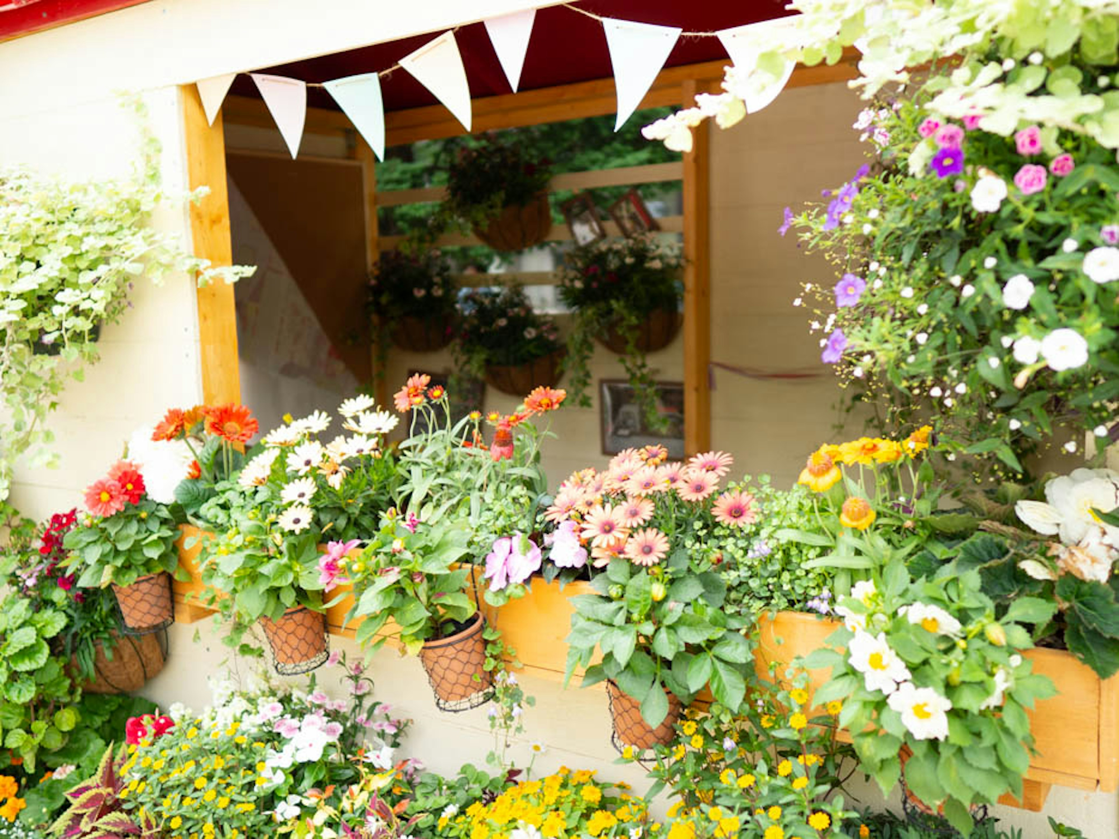 Colorful flowers lining a window sill with a decorative garland in a bright space