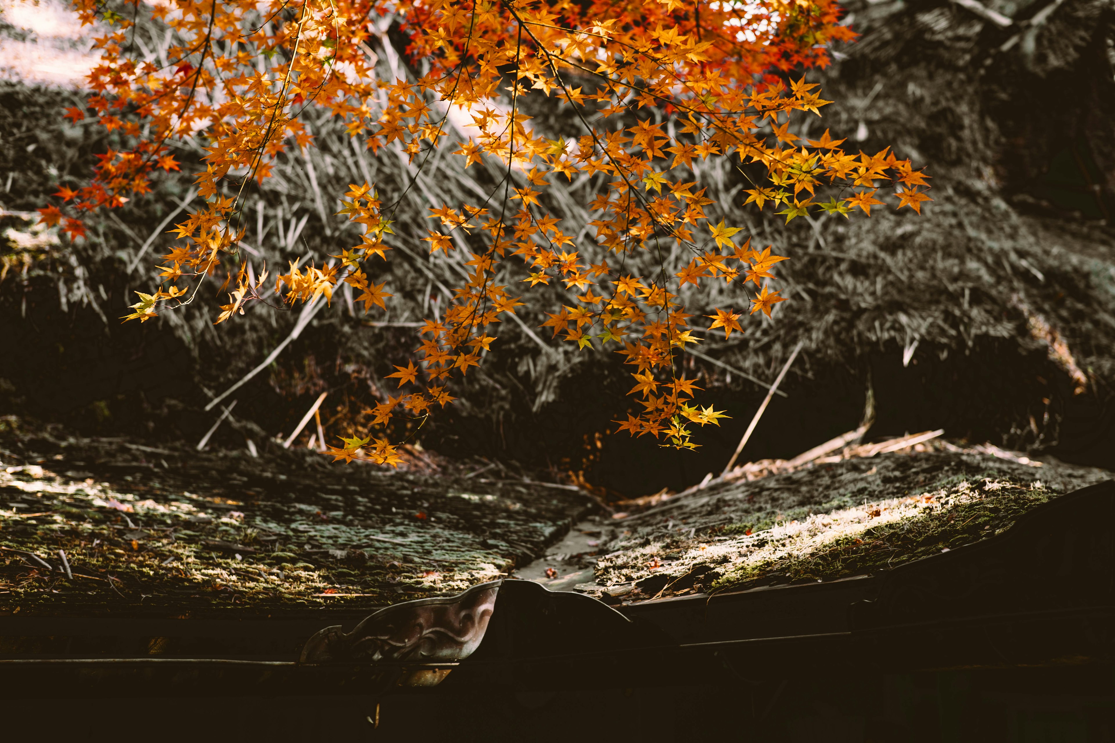 Landschaft mit herbstlichen Blättern, die sich auf ruhigem Wasser mit gefallenen Baumstämmen spiegeln