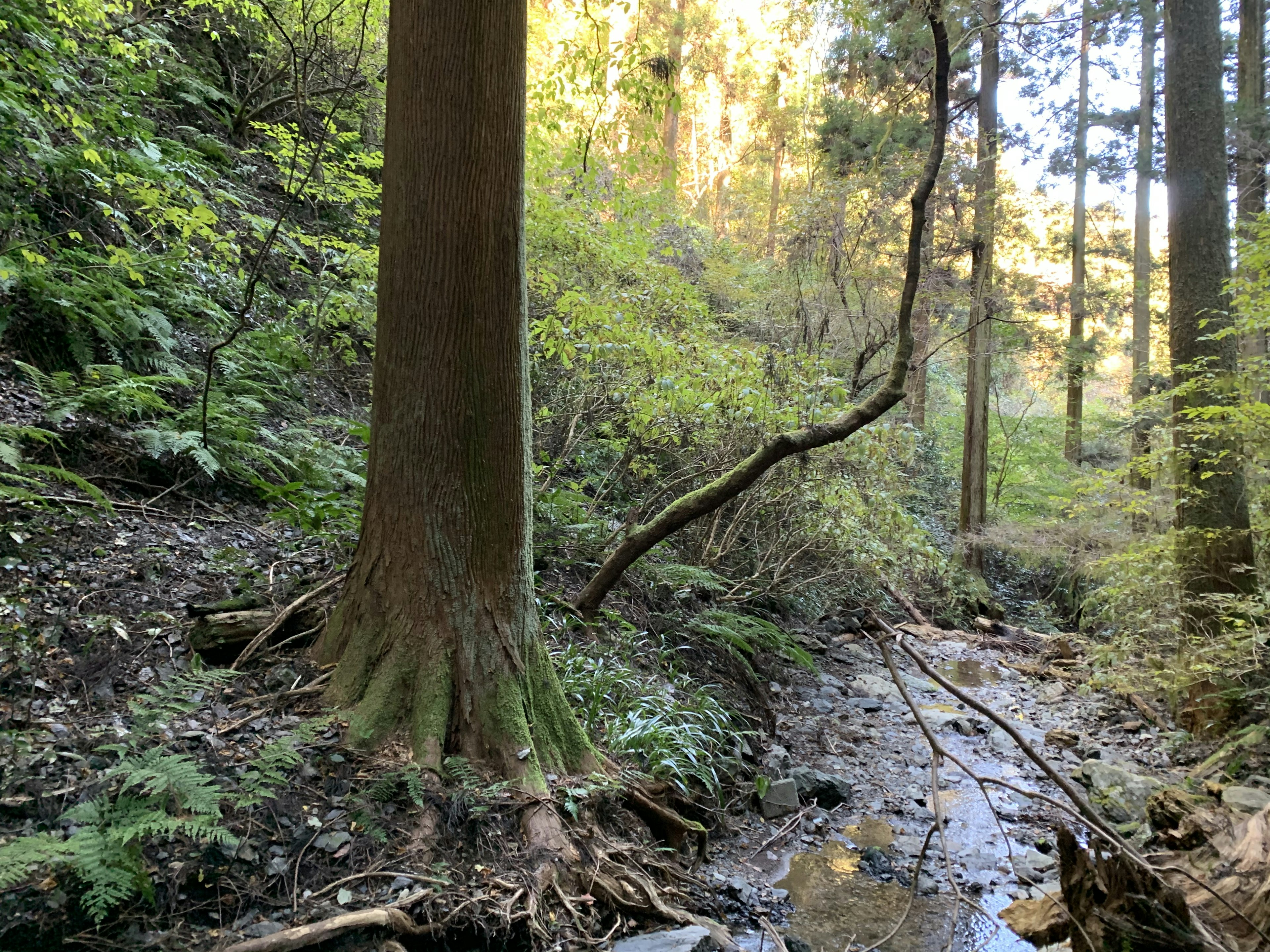 Eine malerische Aussicht auf einen Bach, der durch einen Wald mit einem großen Baum fließt