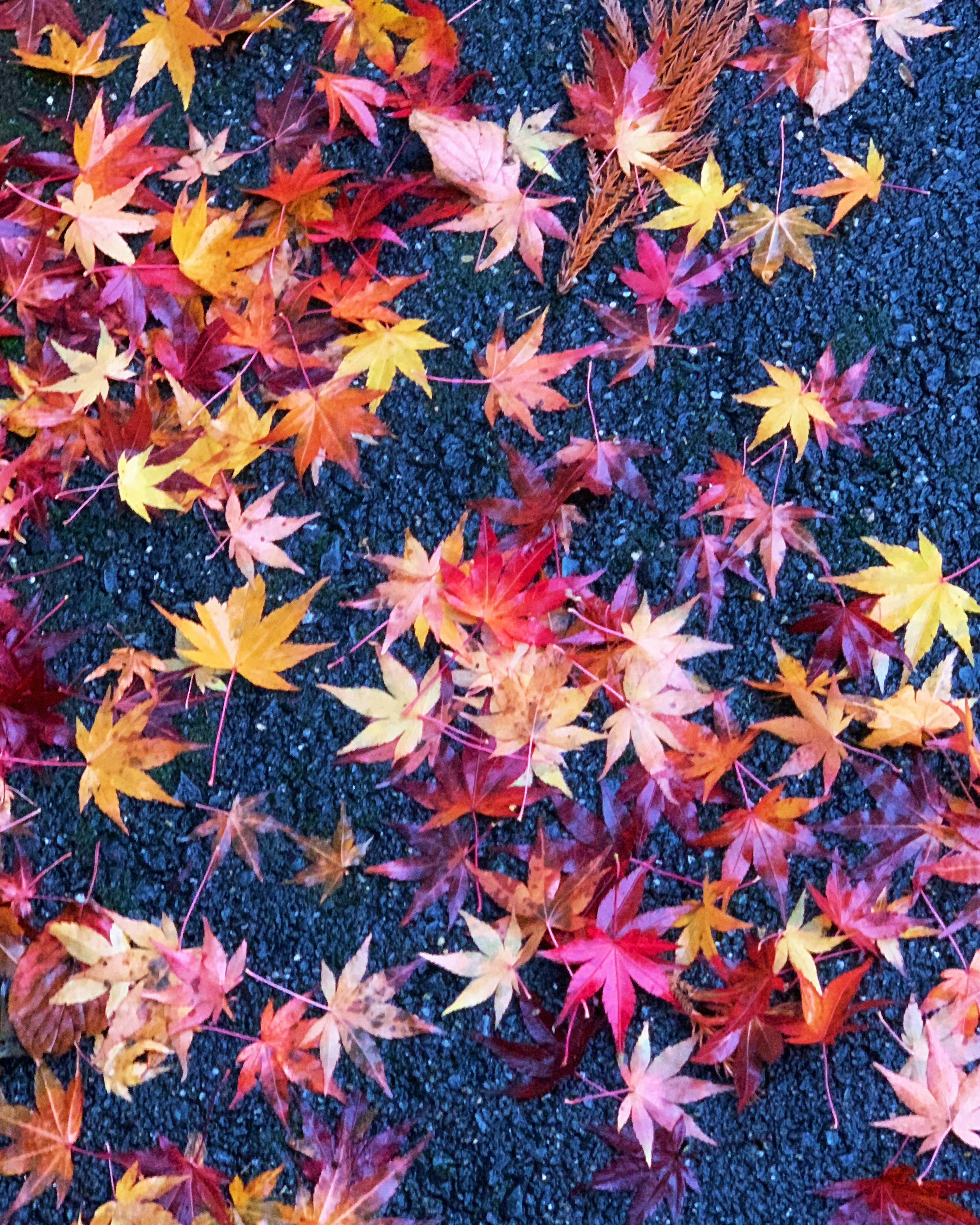 Hojas de otoño coloridas esparcidas por el suelo