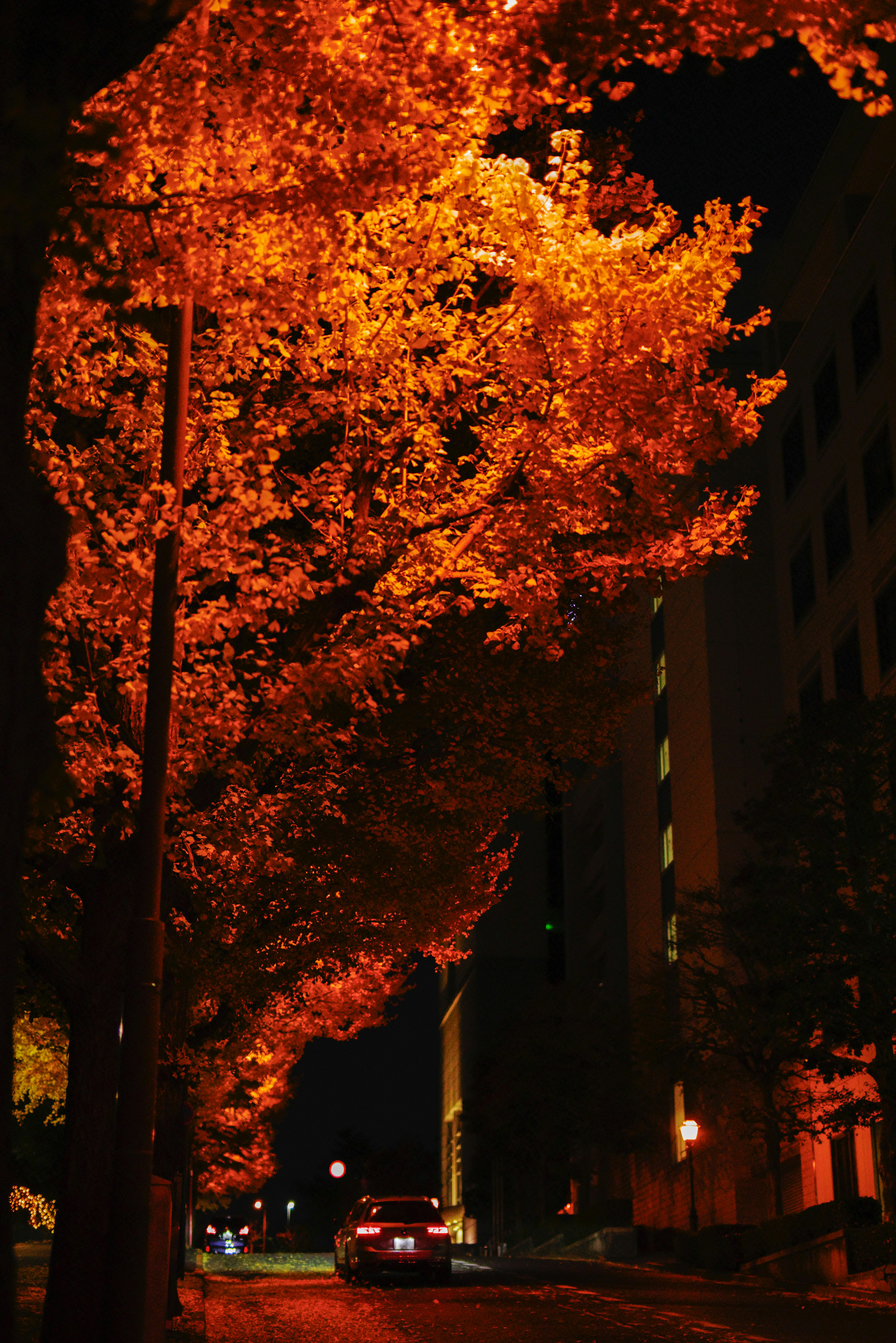 夜間街景，樹木展現橙色葉子