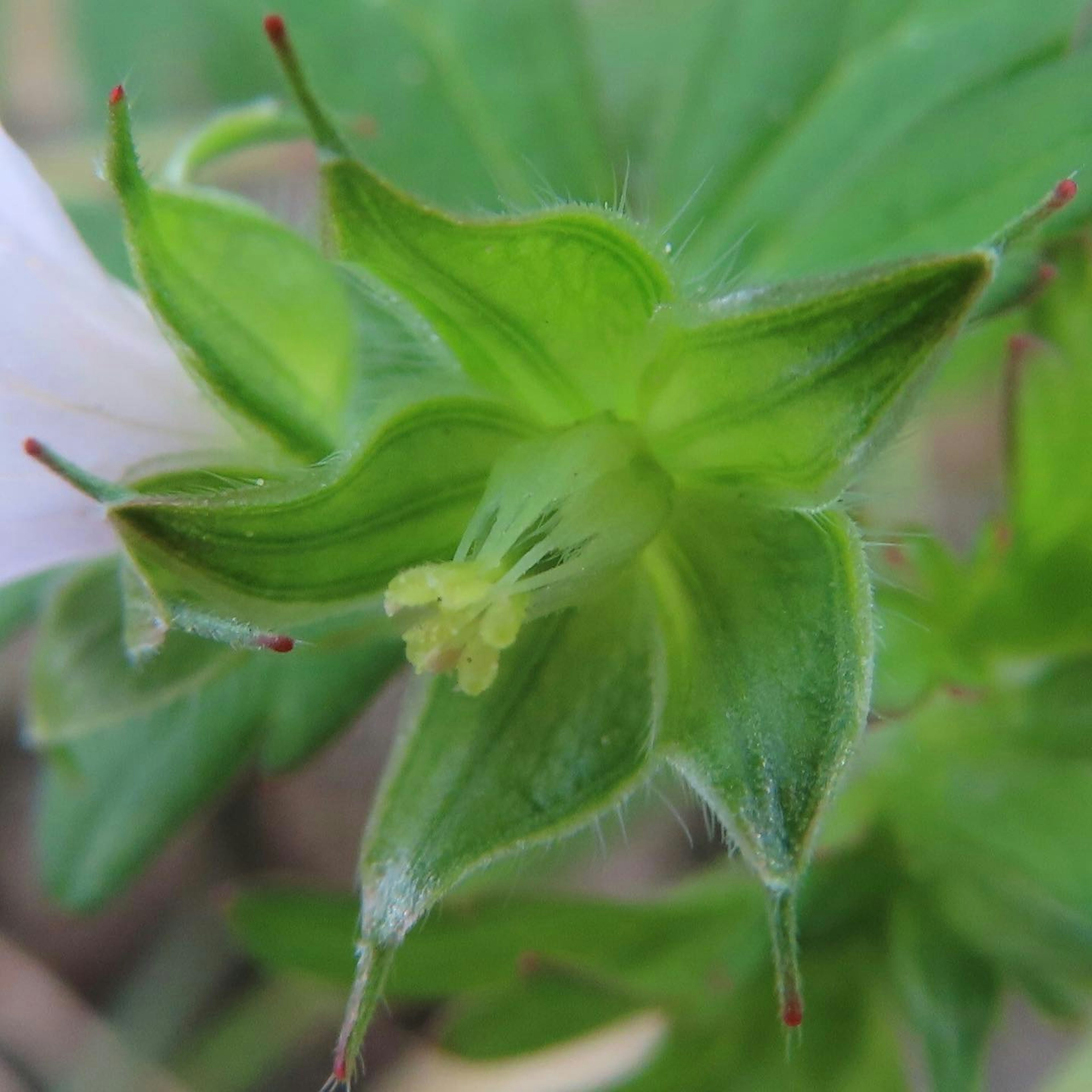 Nahaufnahme einer grünen Pflanzenblüte mit weißen Blütenblättern und kleinen roten Haaren