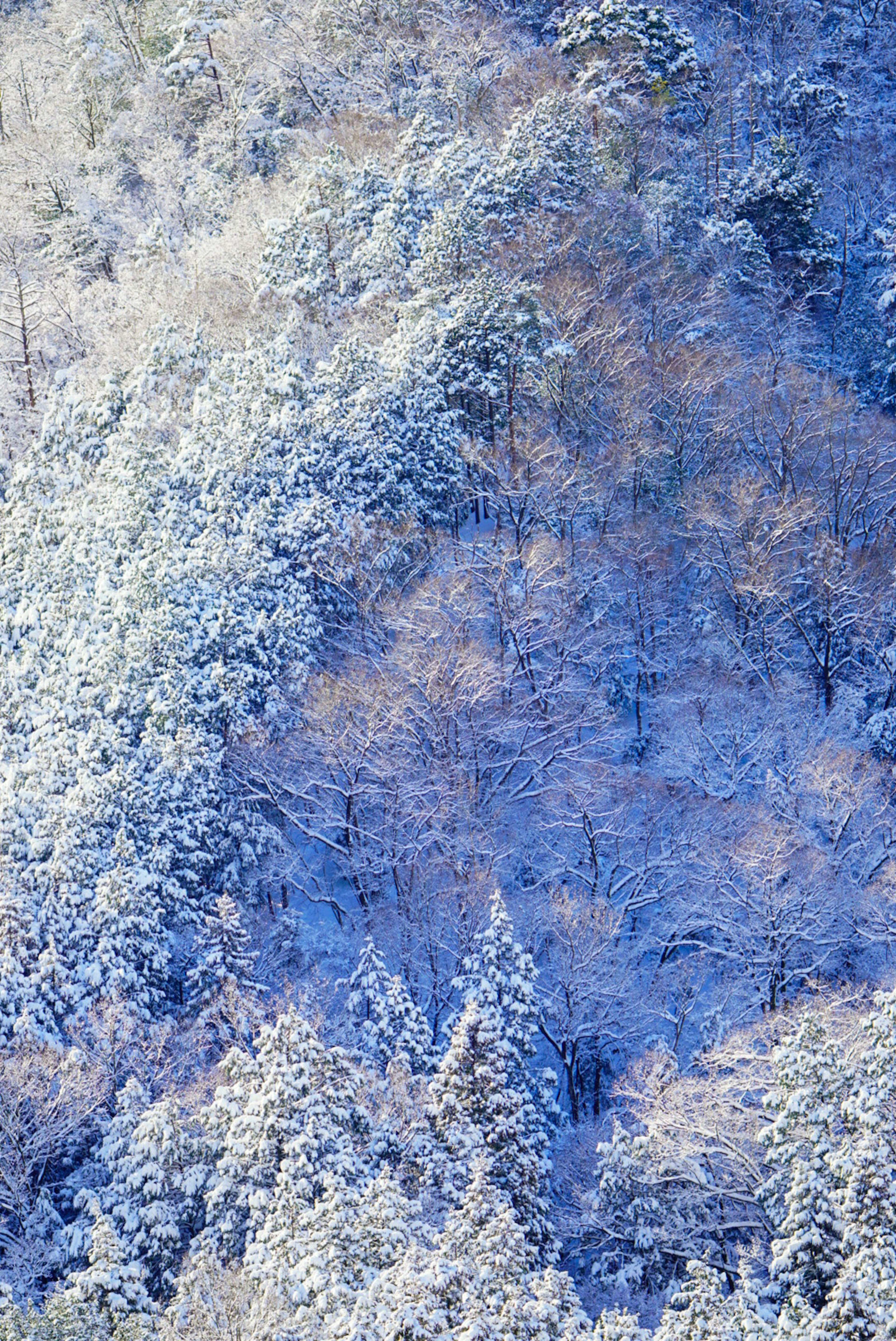 Eine schöne blaue Landschaft eines schneebedeckten Waldes