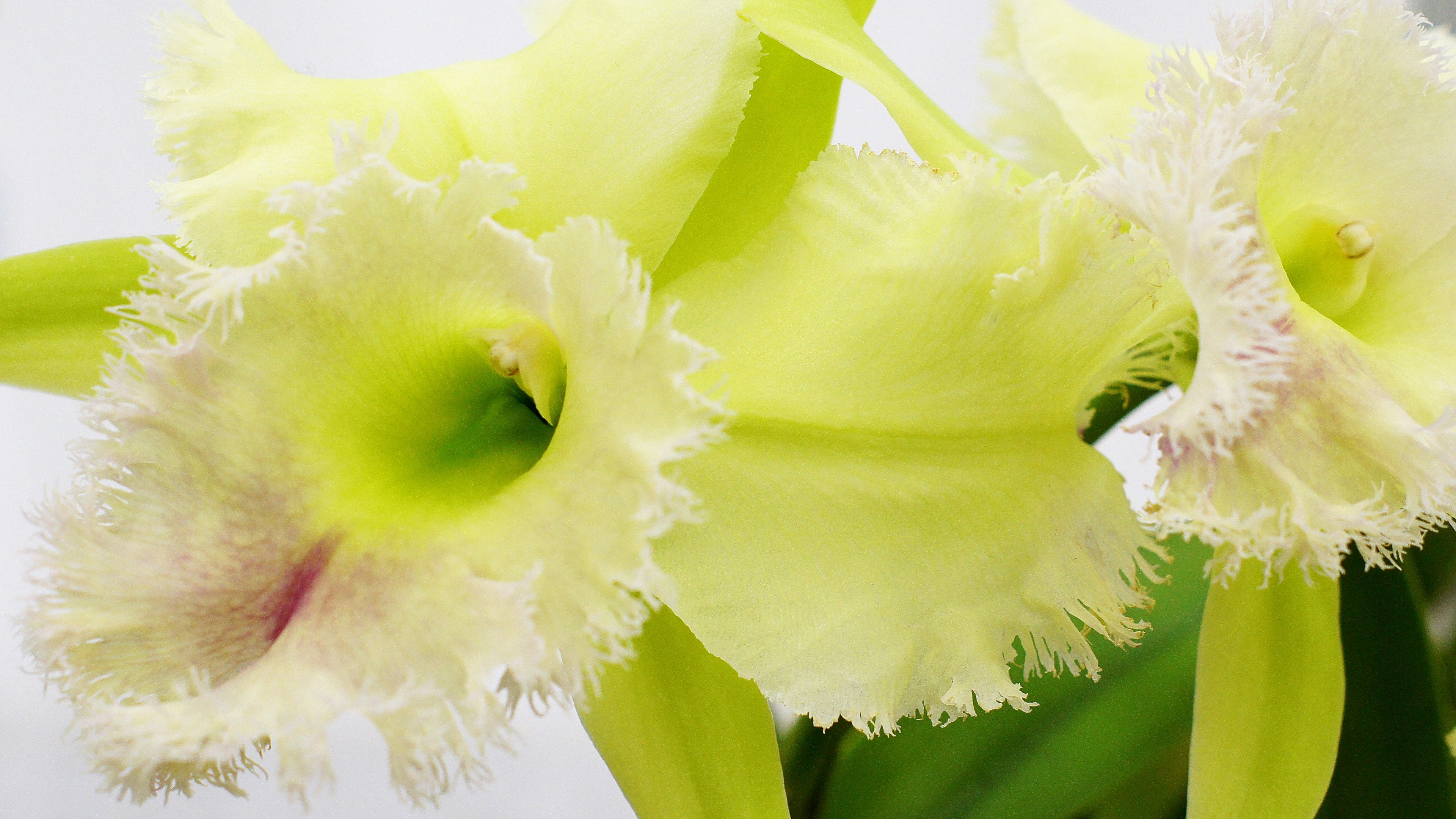 Primo piano di grandi fiori frangiati con petali gialli vivaci