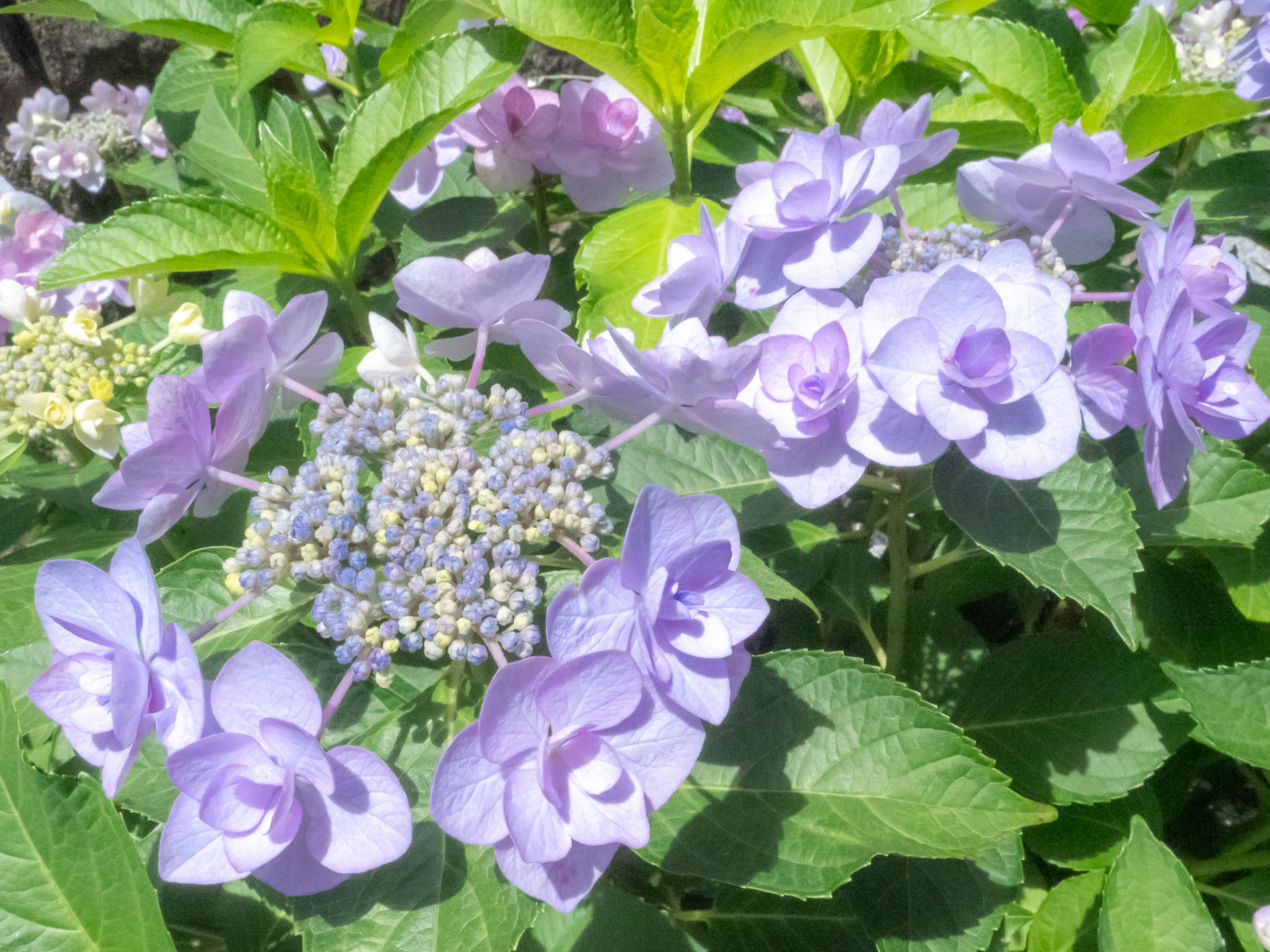 Rangkaian indah bunga hortensia dengan bunga ungu dan daun hijau