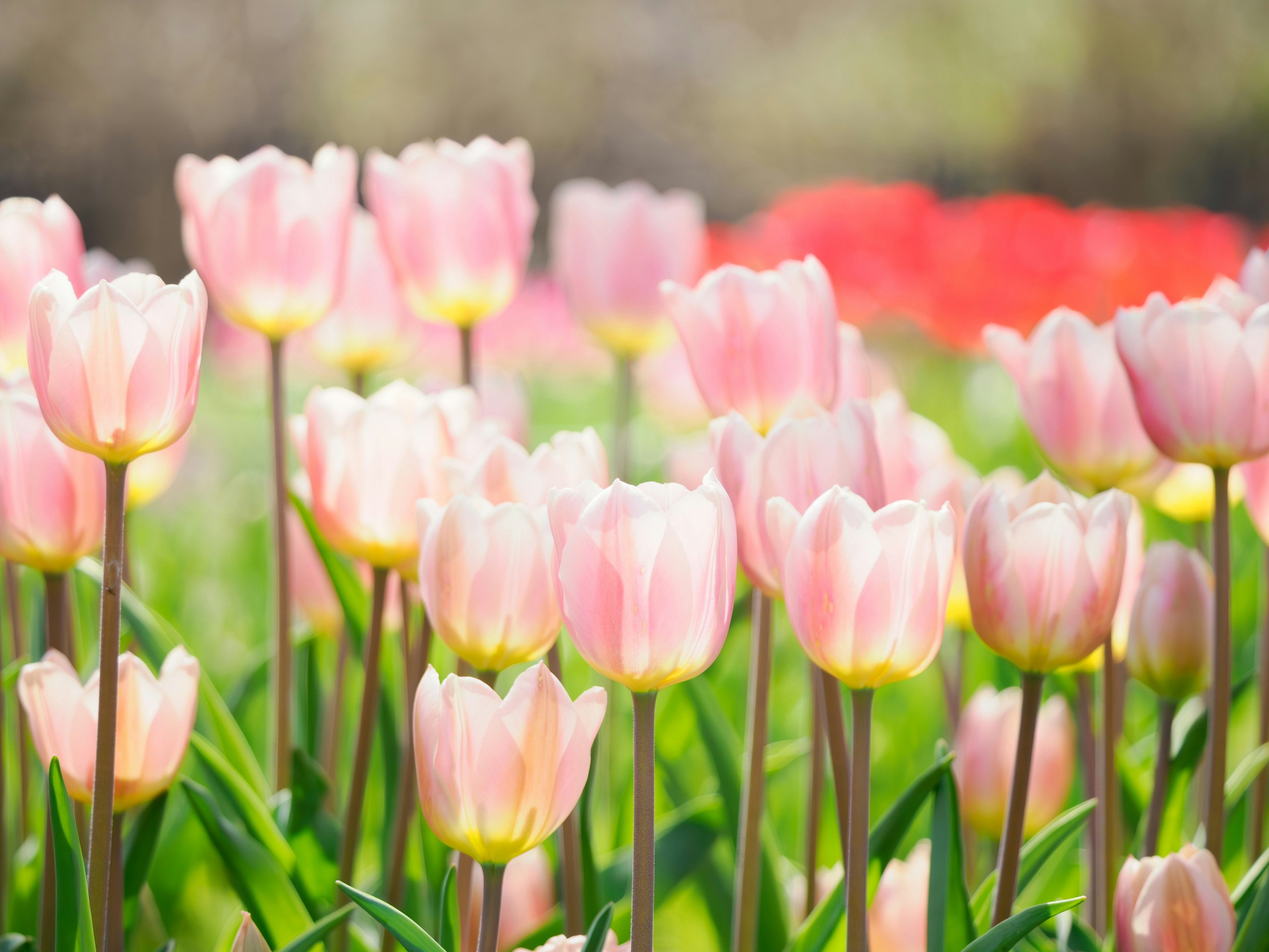 Ladang tulip merah muda yang sedang mekar dengan latar belakang kabur