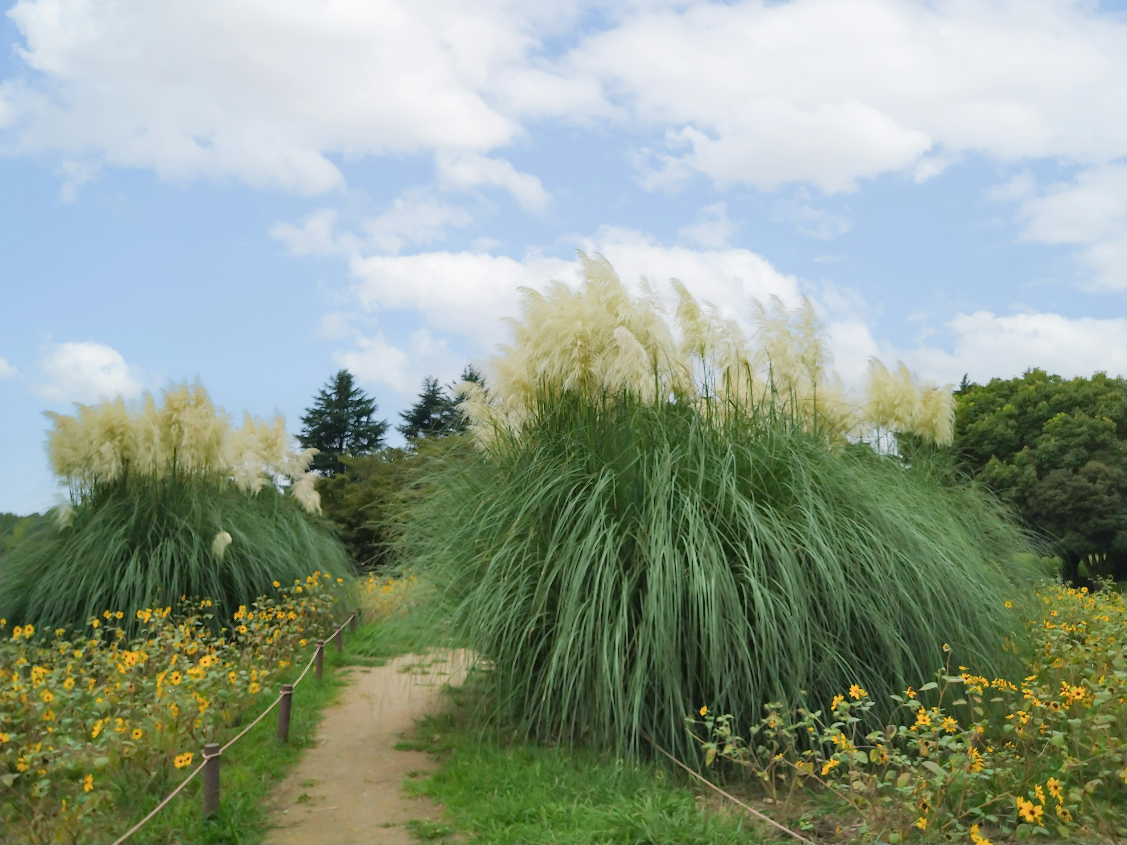 Sentier avec des fleurs en fleurs et de grands groupes de graminées