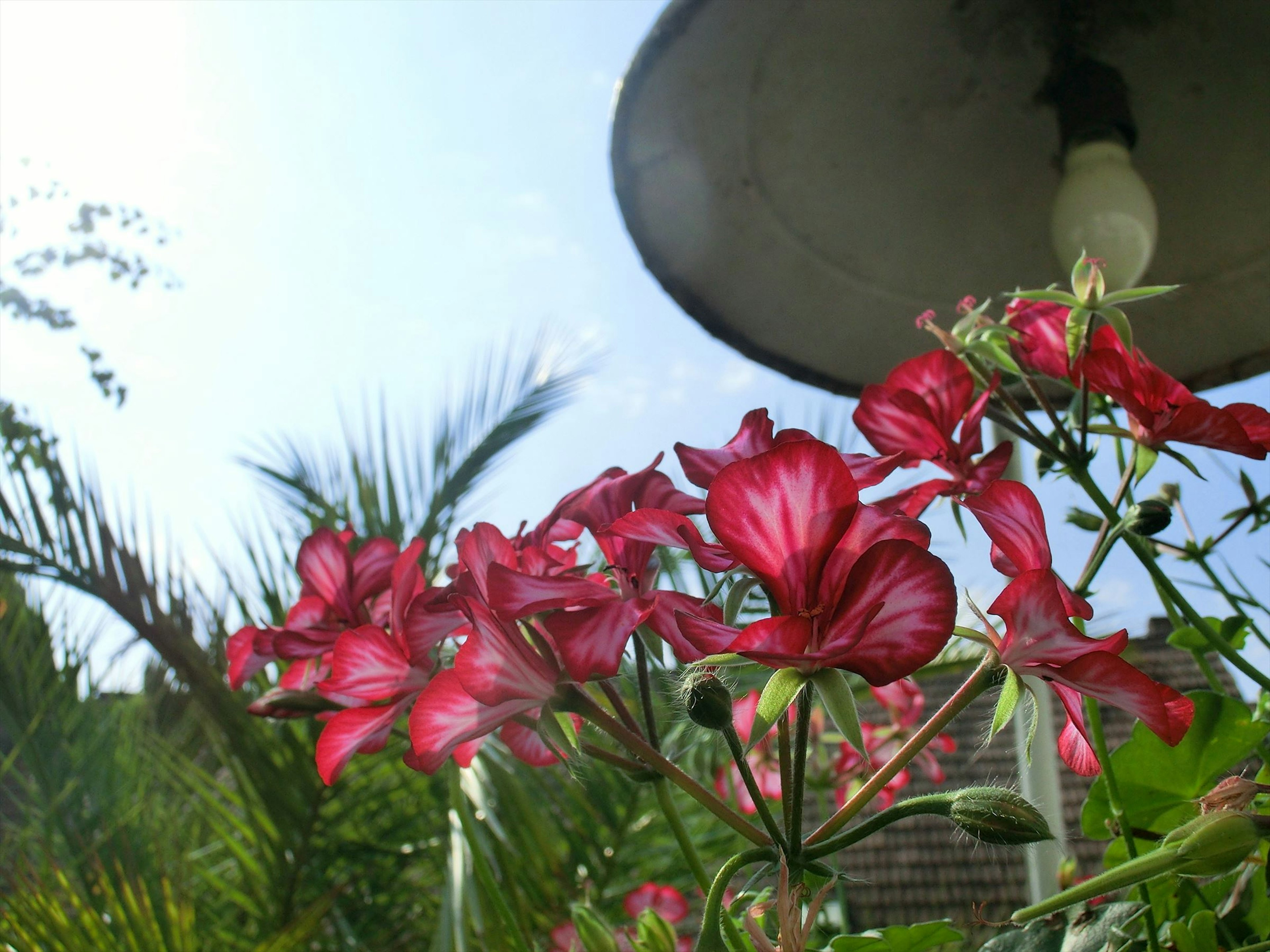 Pemandangan taman dengan bunga merah yang mekar dan langit biru di latar belakang