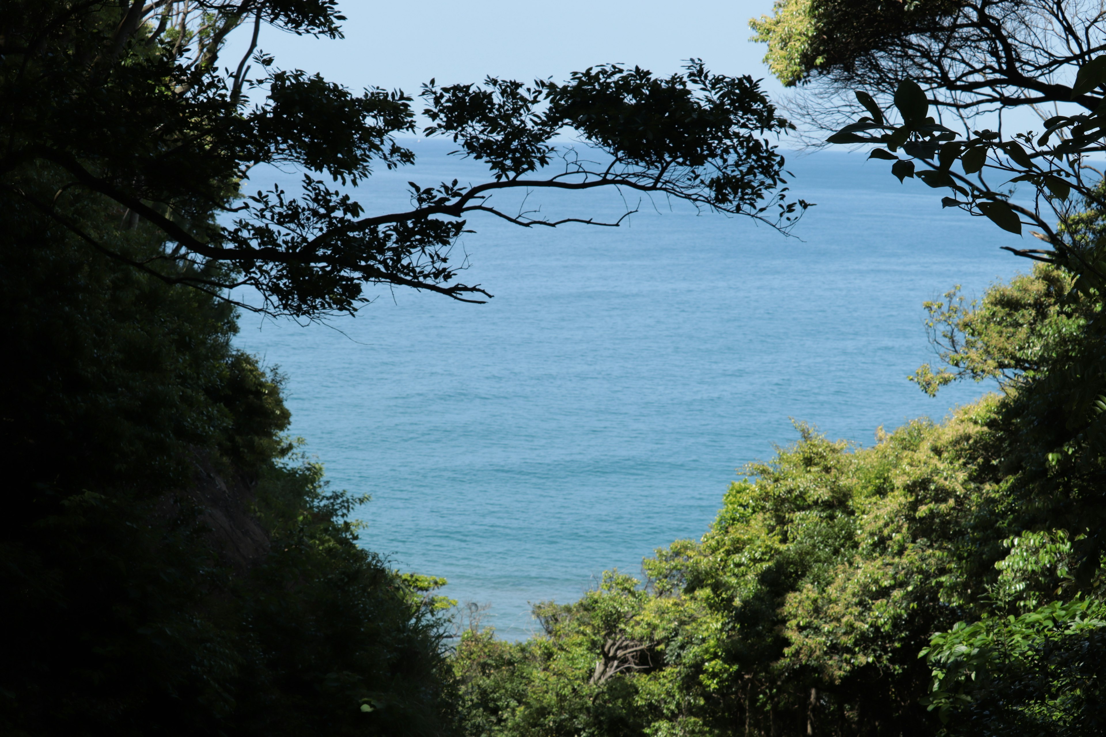 Vue d'un océan bleu encadré par des arbres verts luxuriants