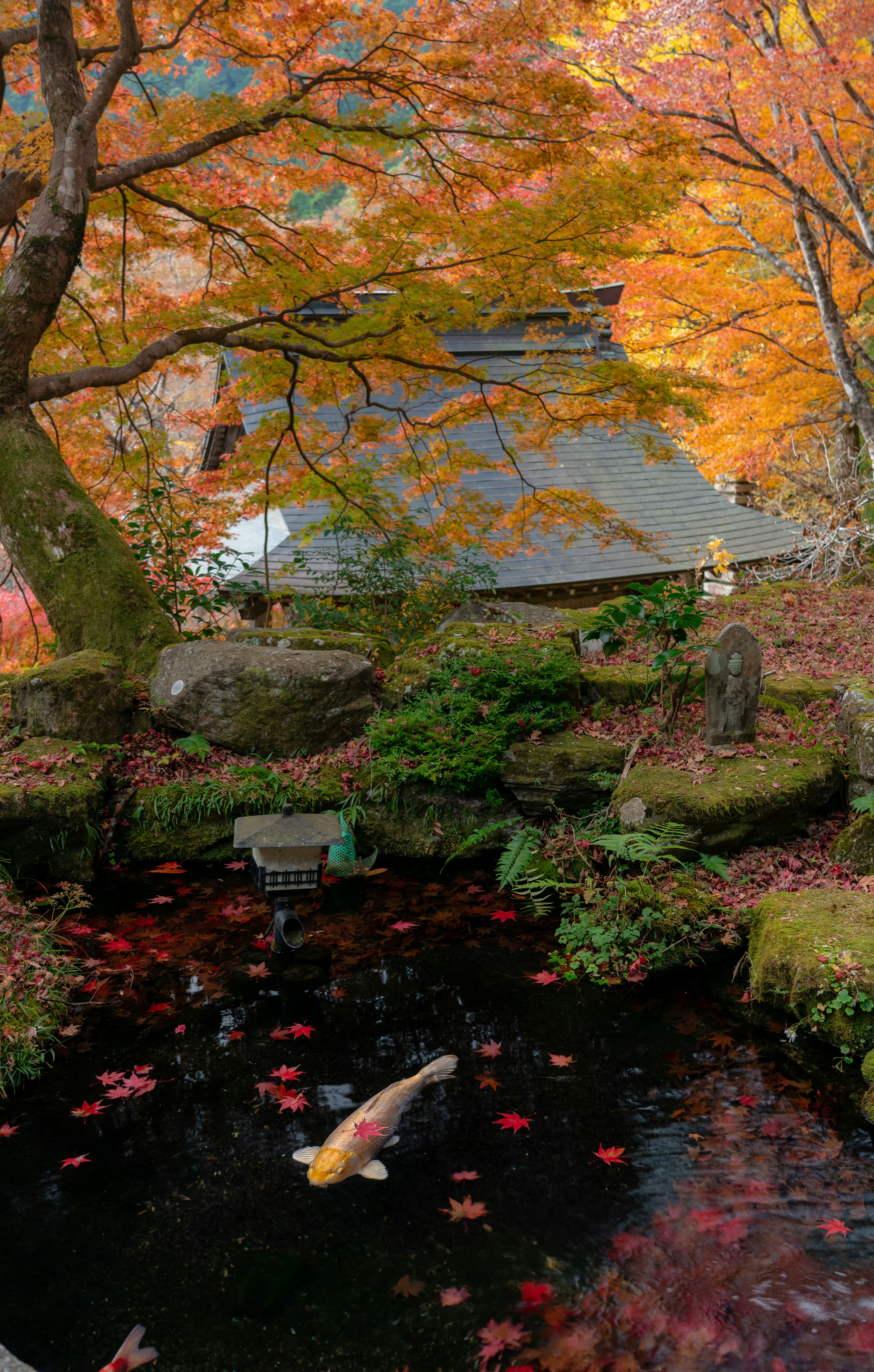 Koi che nuotano in uno stagno sereno circondato da fogliame autunnale vibrante e un giardino di pietra