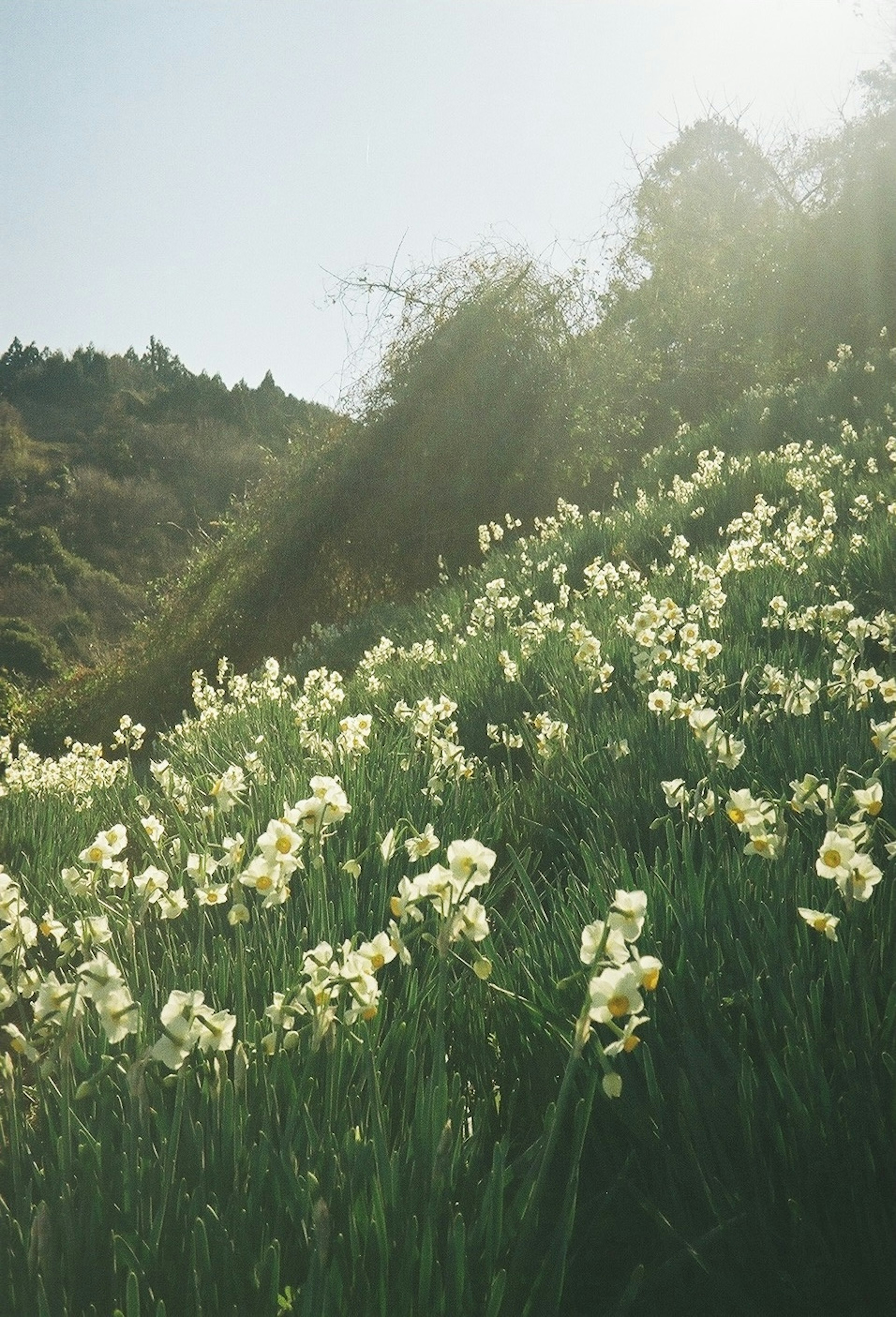 Un champ de fleurs blanches avec de l'herbe verte et des collines en arrière-plan