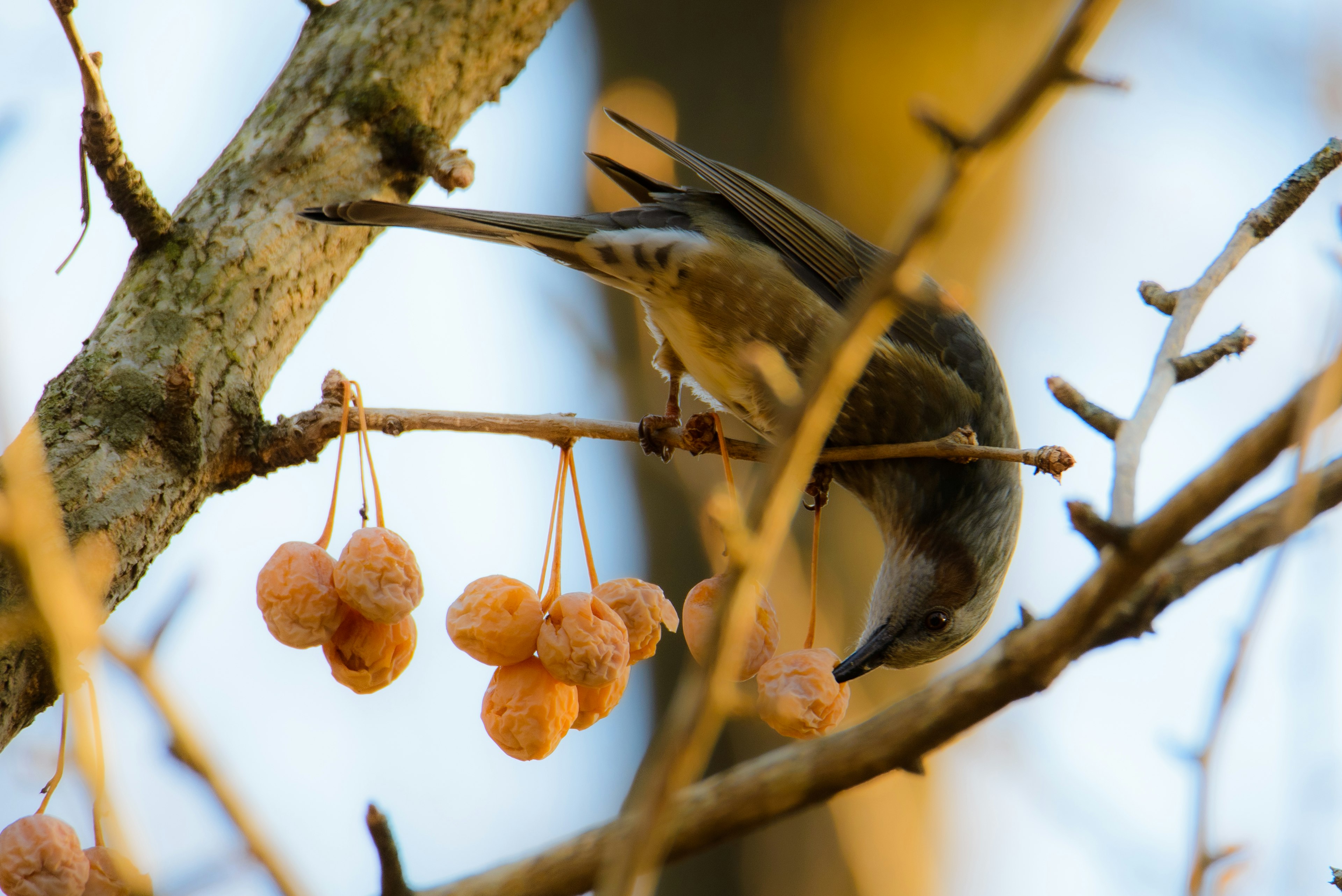 木の枝にぶら下がる果実を食べる小鳥