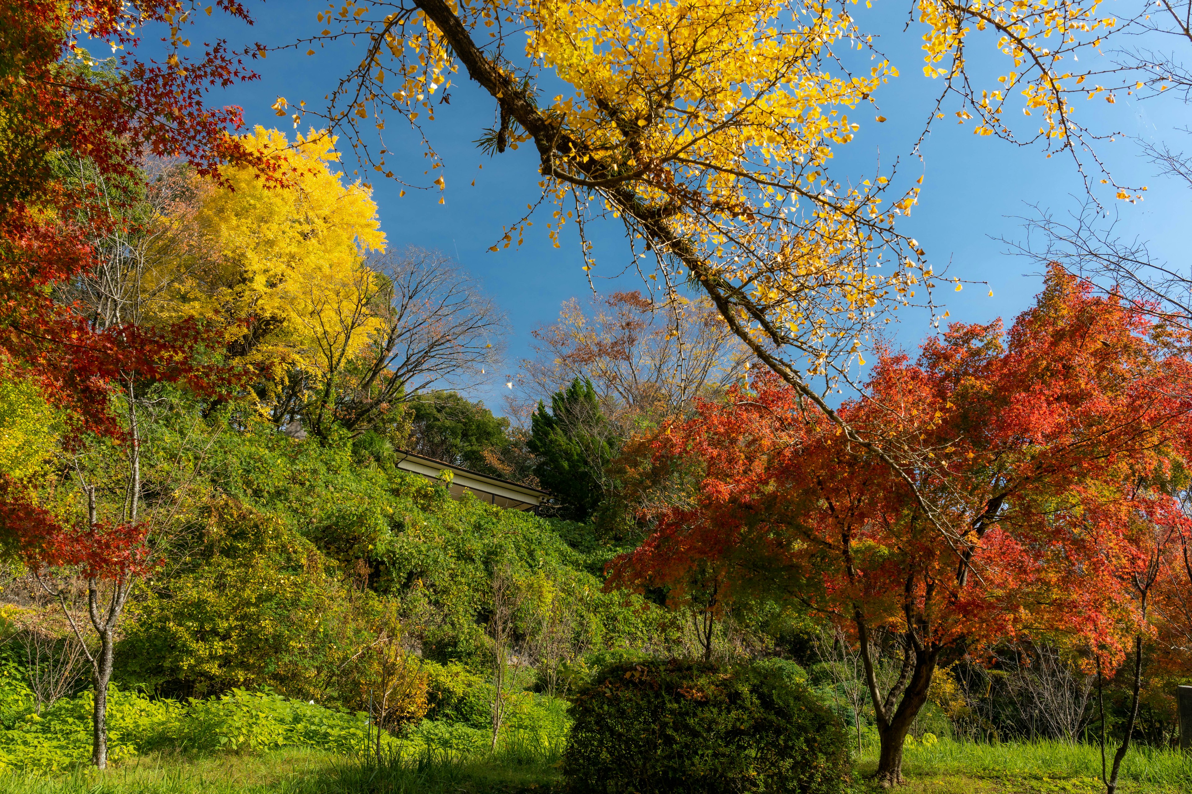 Hermoso paisaje otoñal con árboles con hojas amarillas y rojas bajo un cielo azul