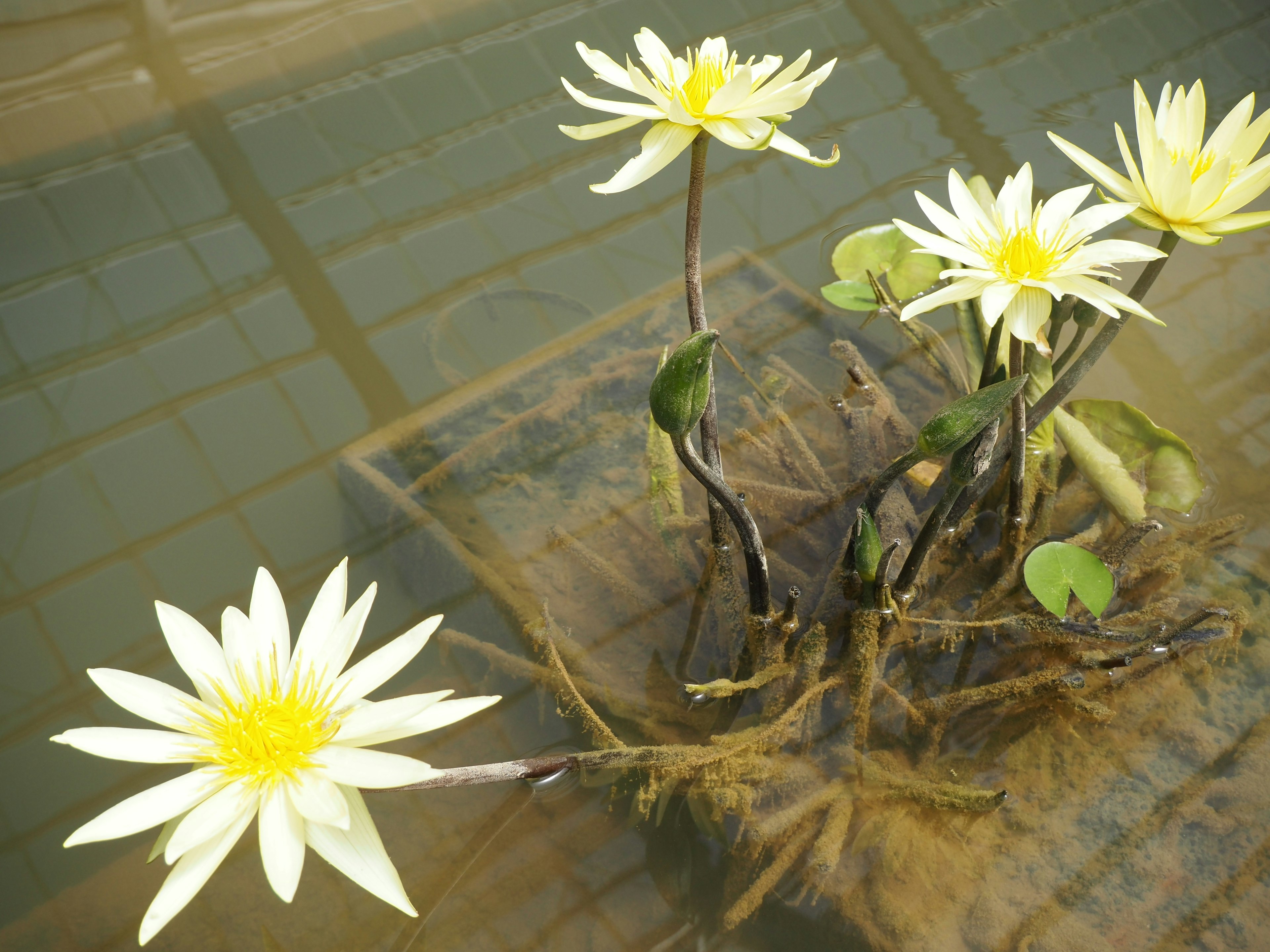 Yellow water lilies blooming on the water surface with green leaves