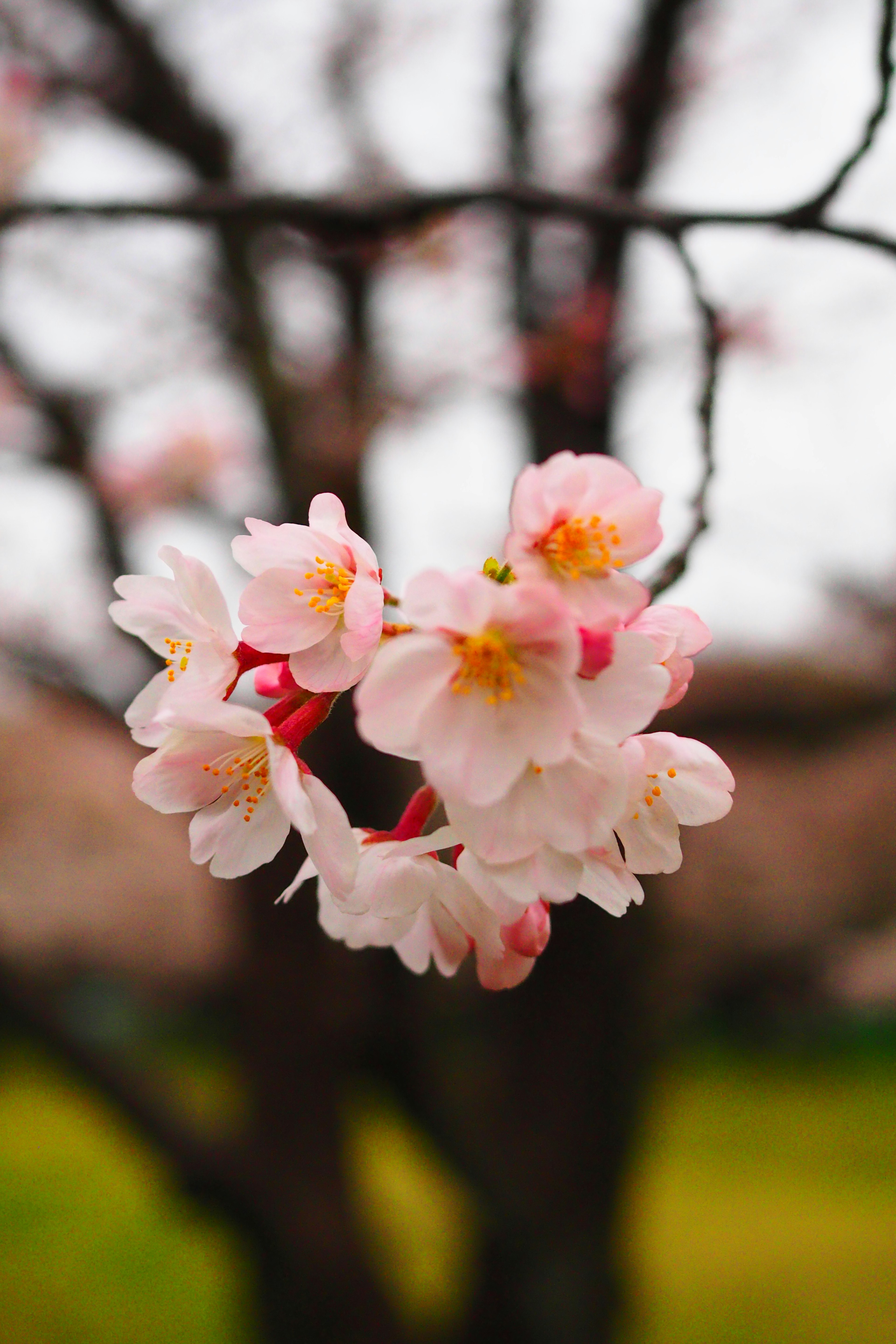 Acercamiento de hermosas flores de cerezo en una rama