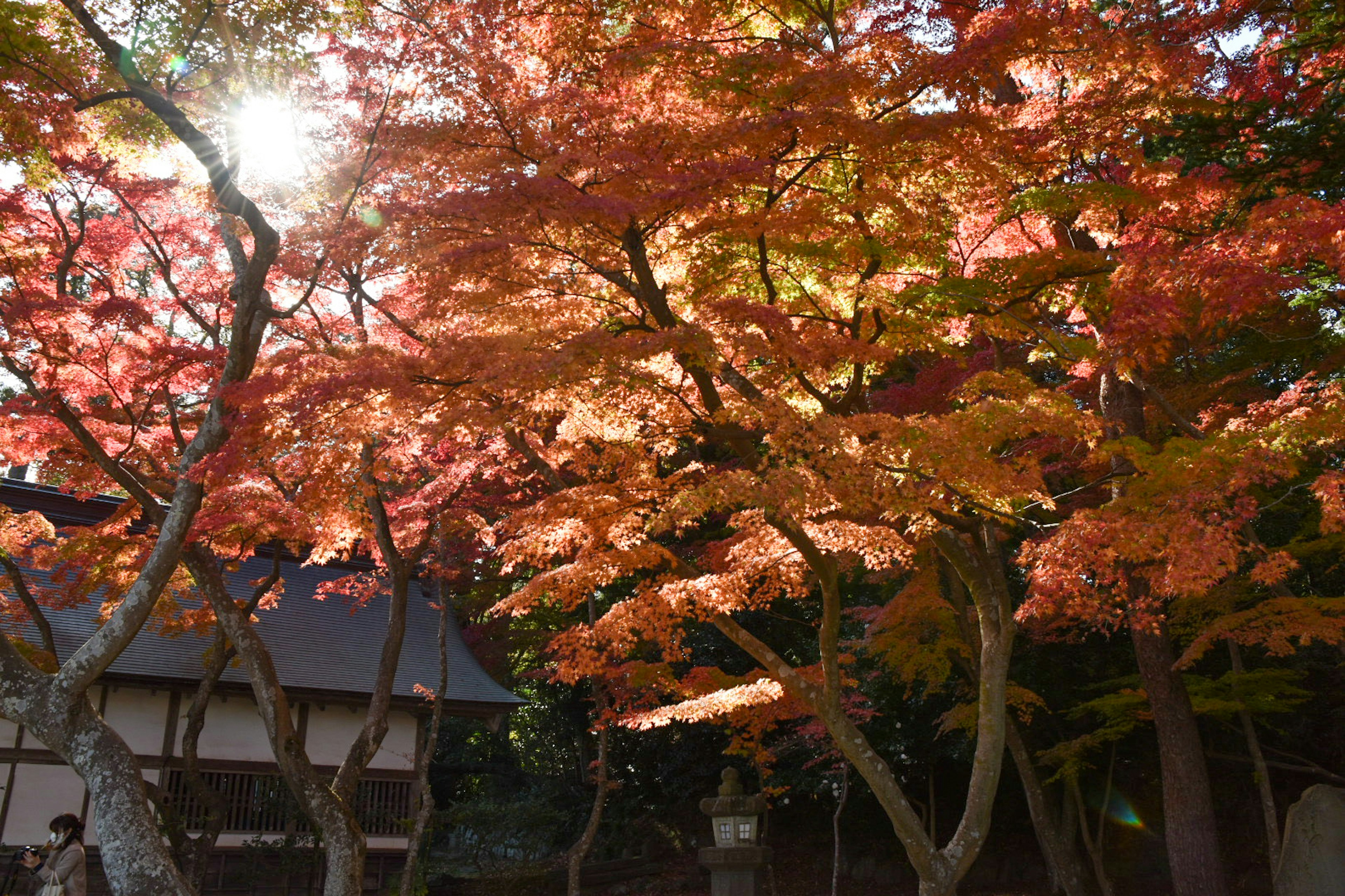 色とりどりの紅葉が美しい公園の風景