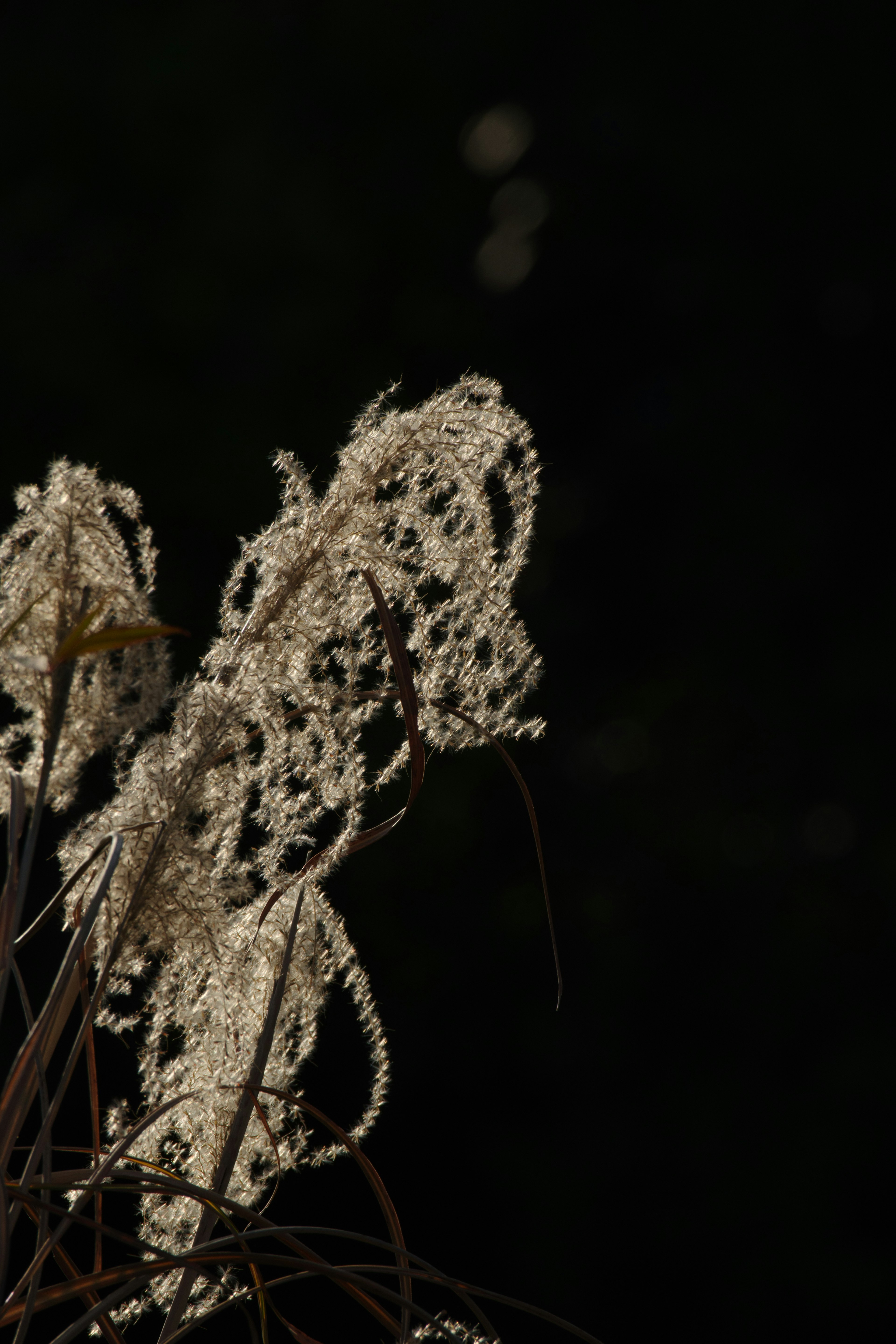 Weiße Grasblumen vor dunklem Hintergrund