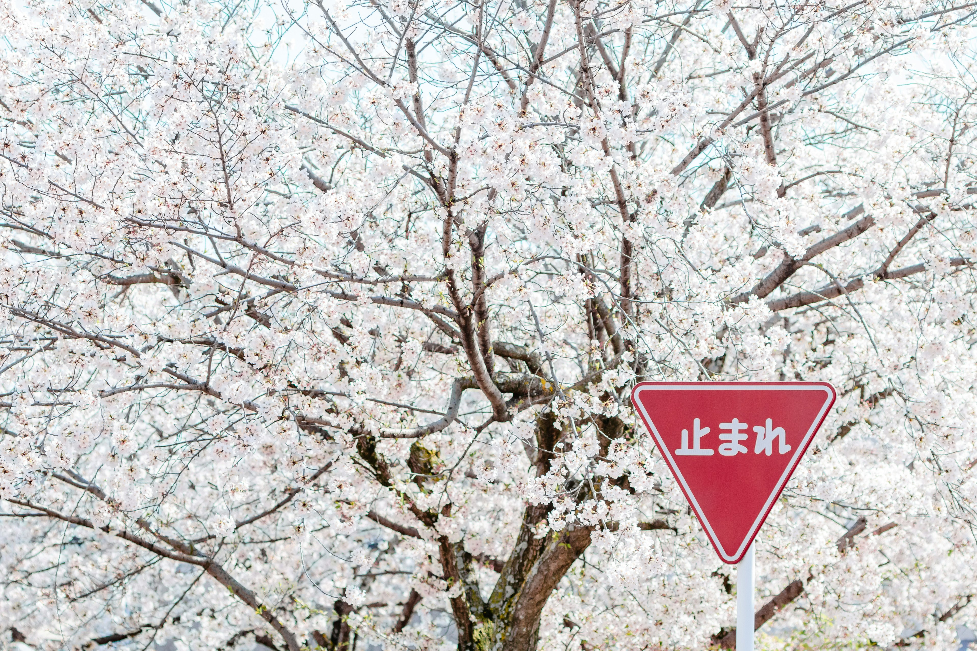 桜の木と赤い止まれの標識