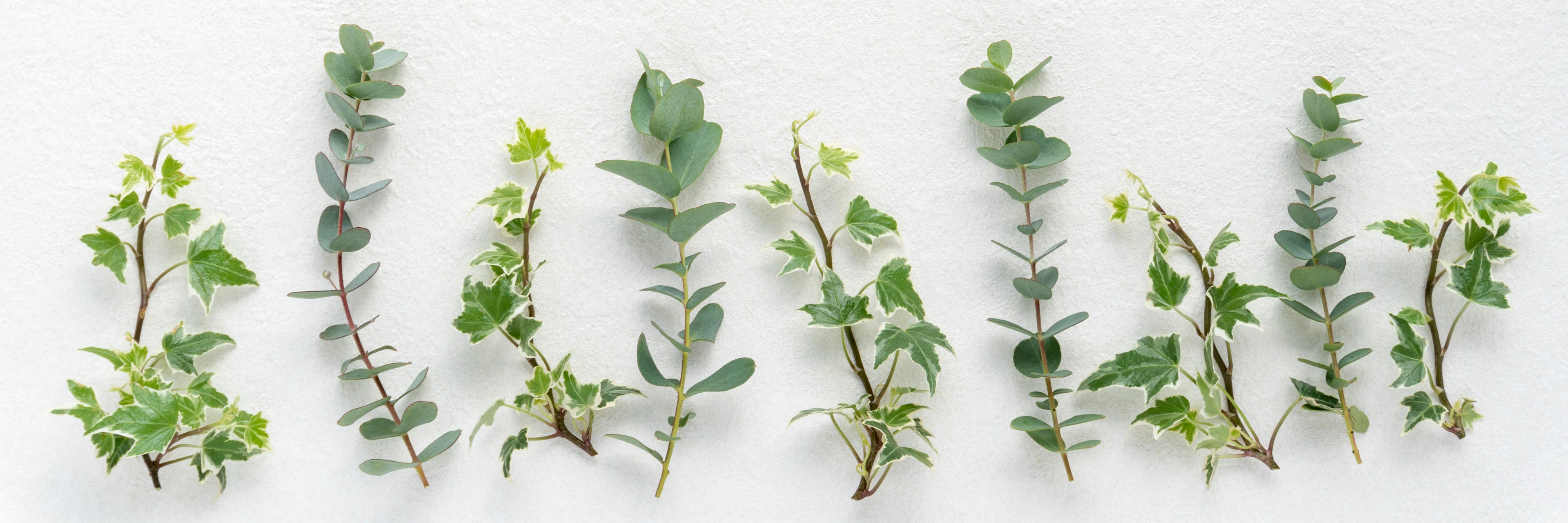 A row of green herb sprigs arranged on a white background