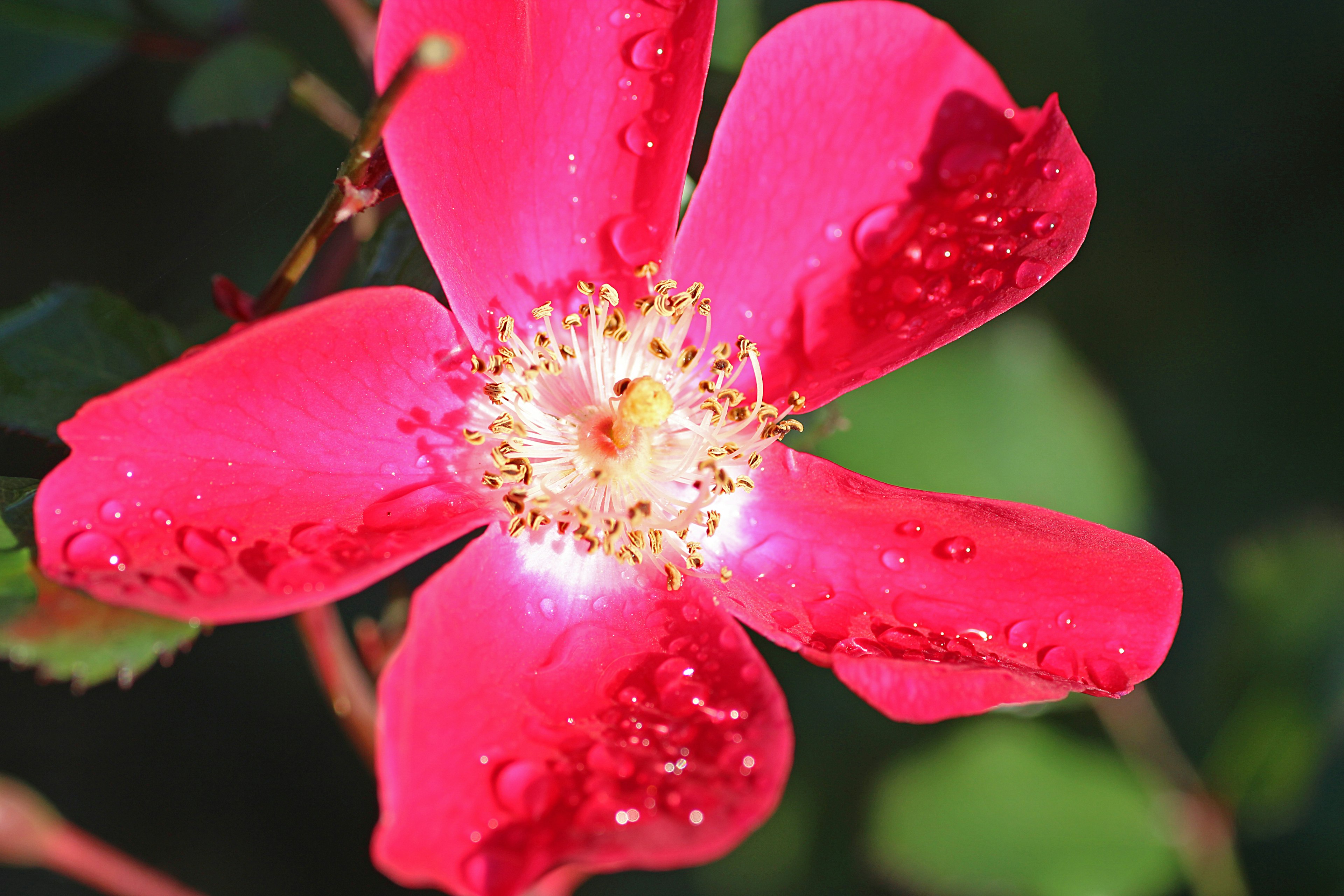 Lebendige rosa Blütenblätter mit Wassertropfen