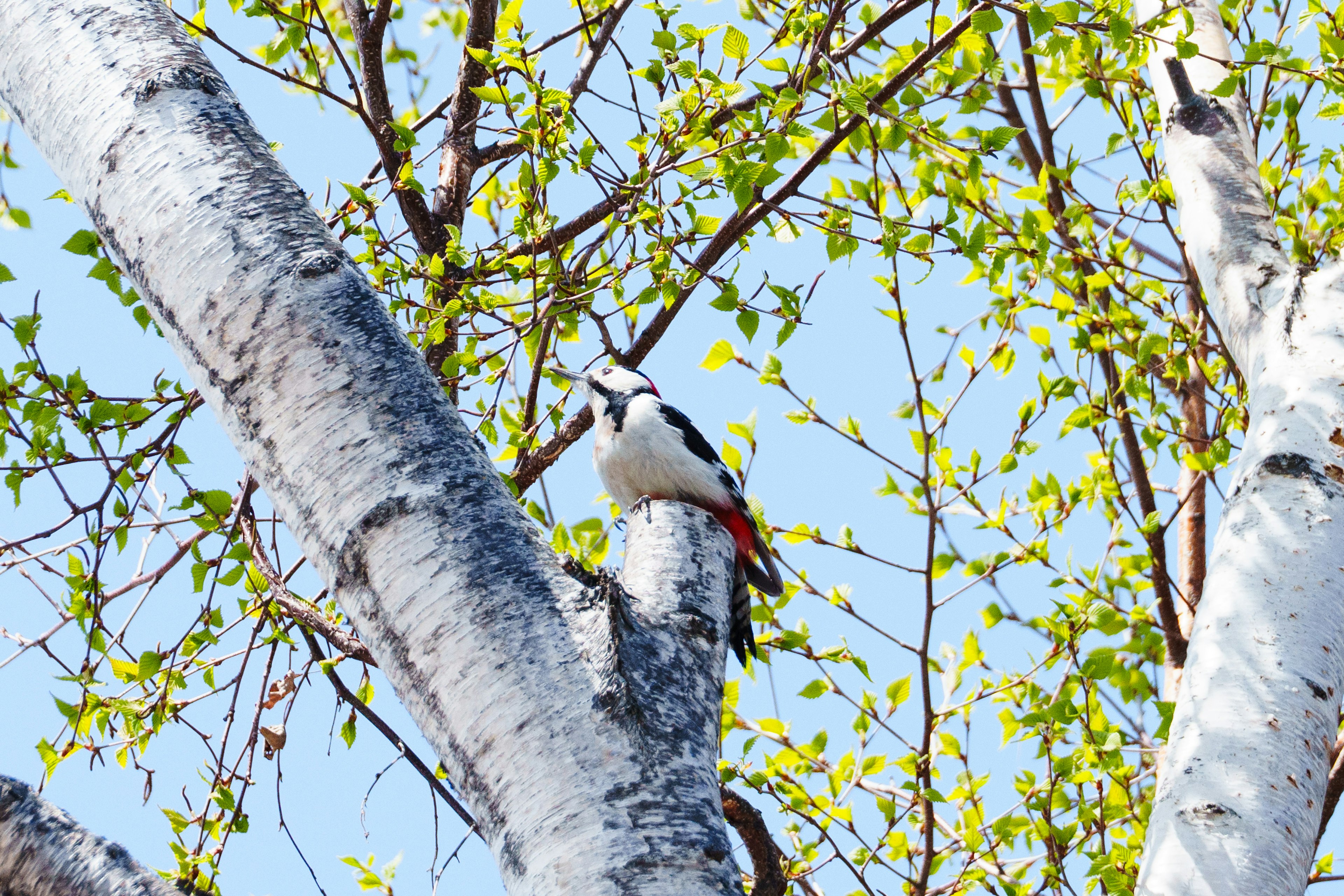 Un pájaro carpintero posado en un árbol de abedul con hojas verdes y cielo azul