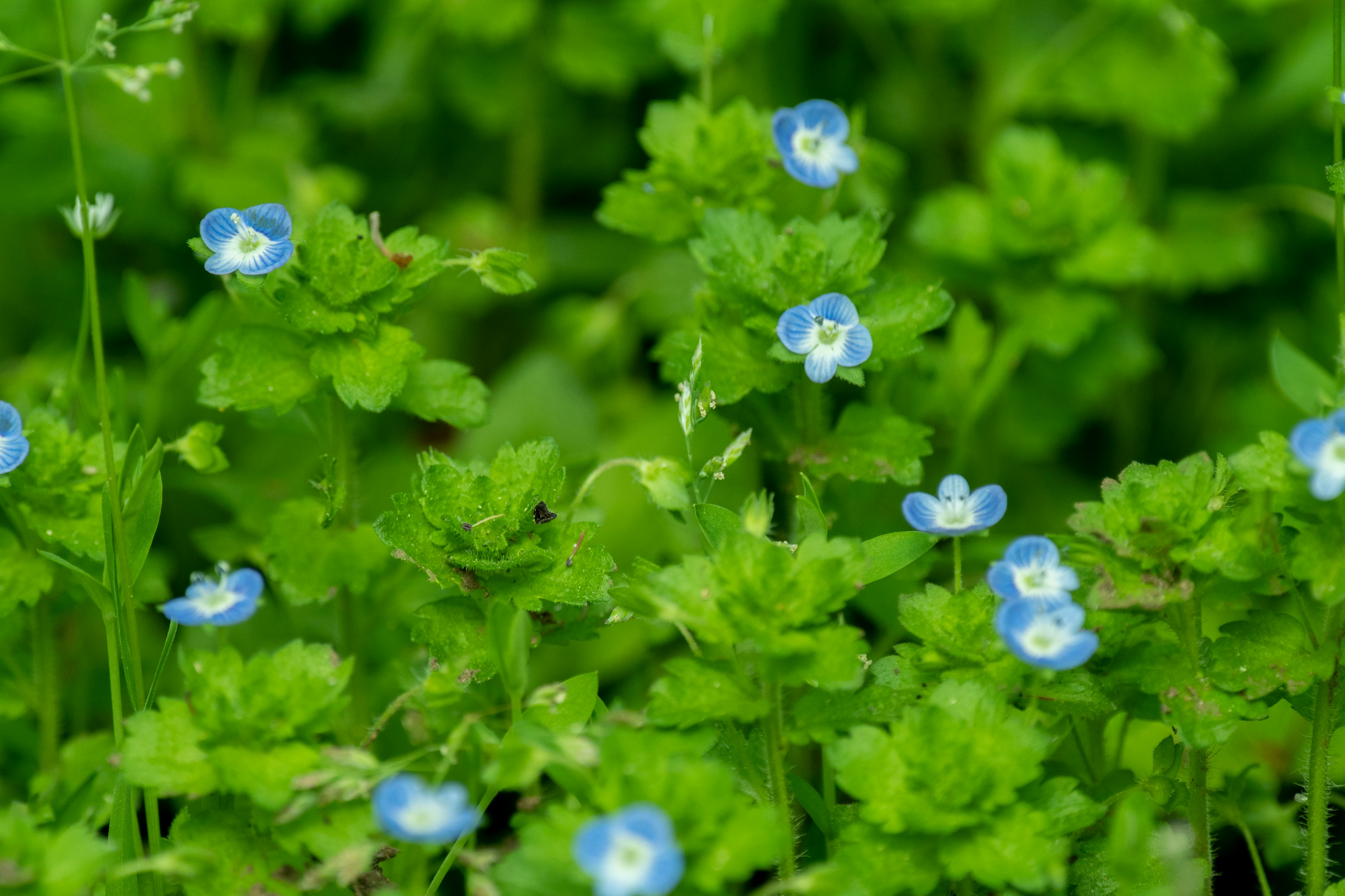 A close-up of vibrant green foliage with small blue flowers