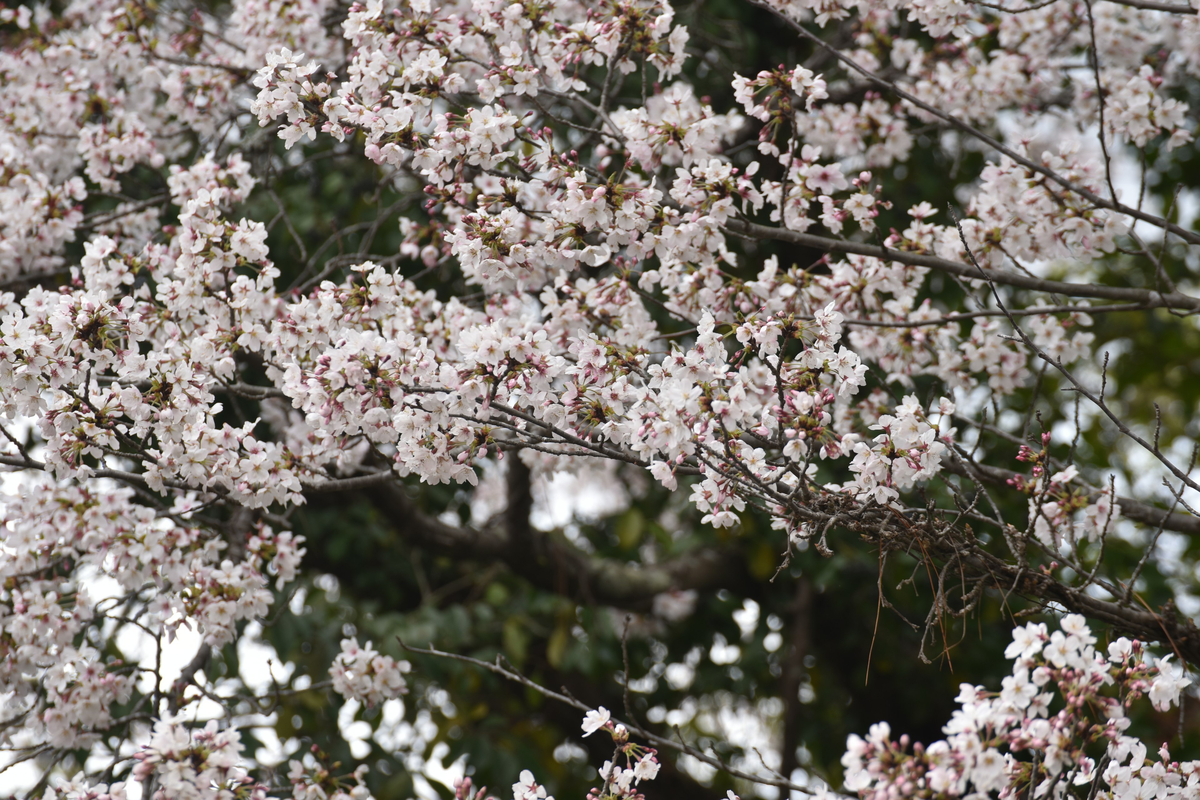 Close-up of cherry blossom branches in bloom