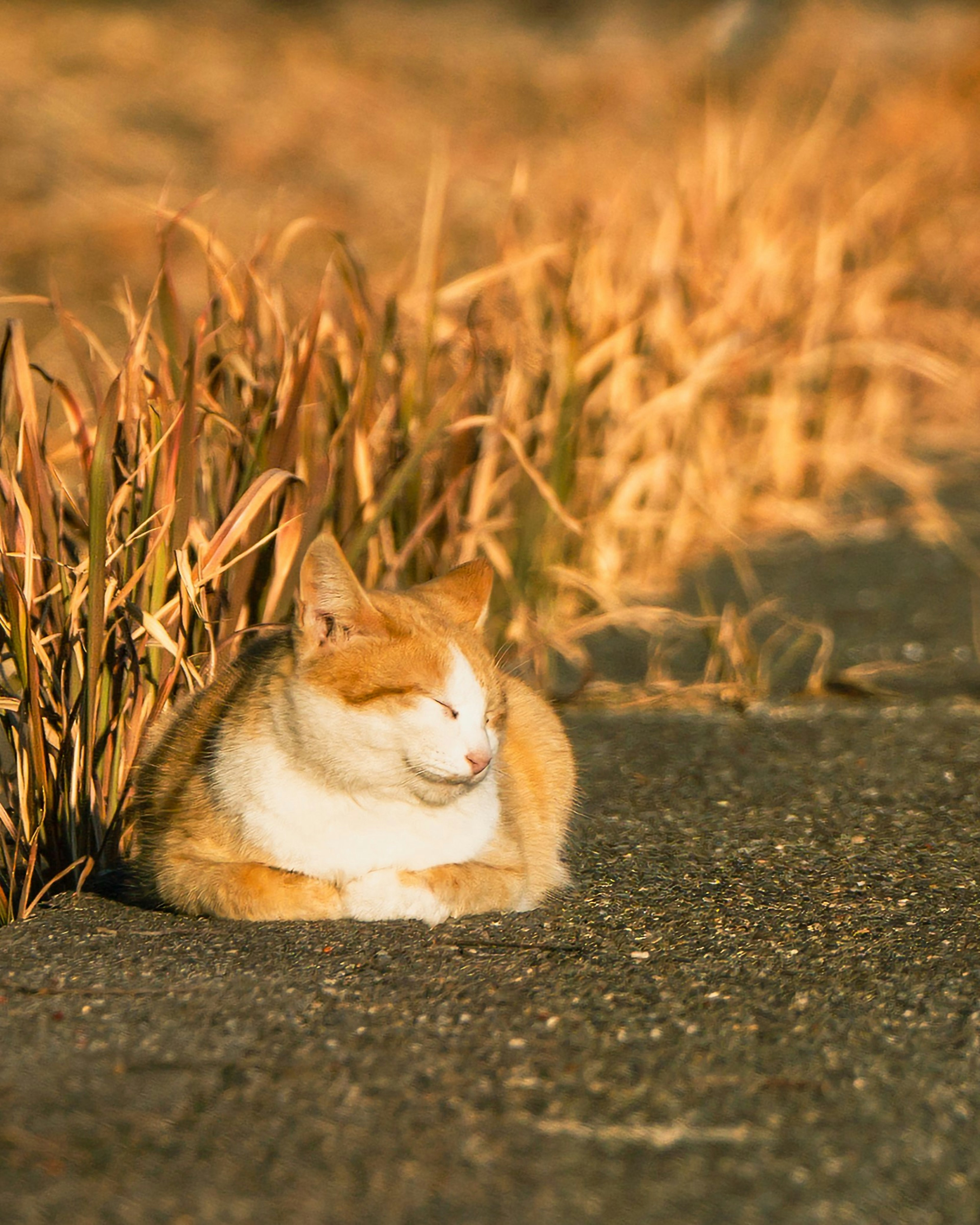 Orange and white cat lounging among grass