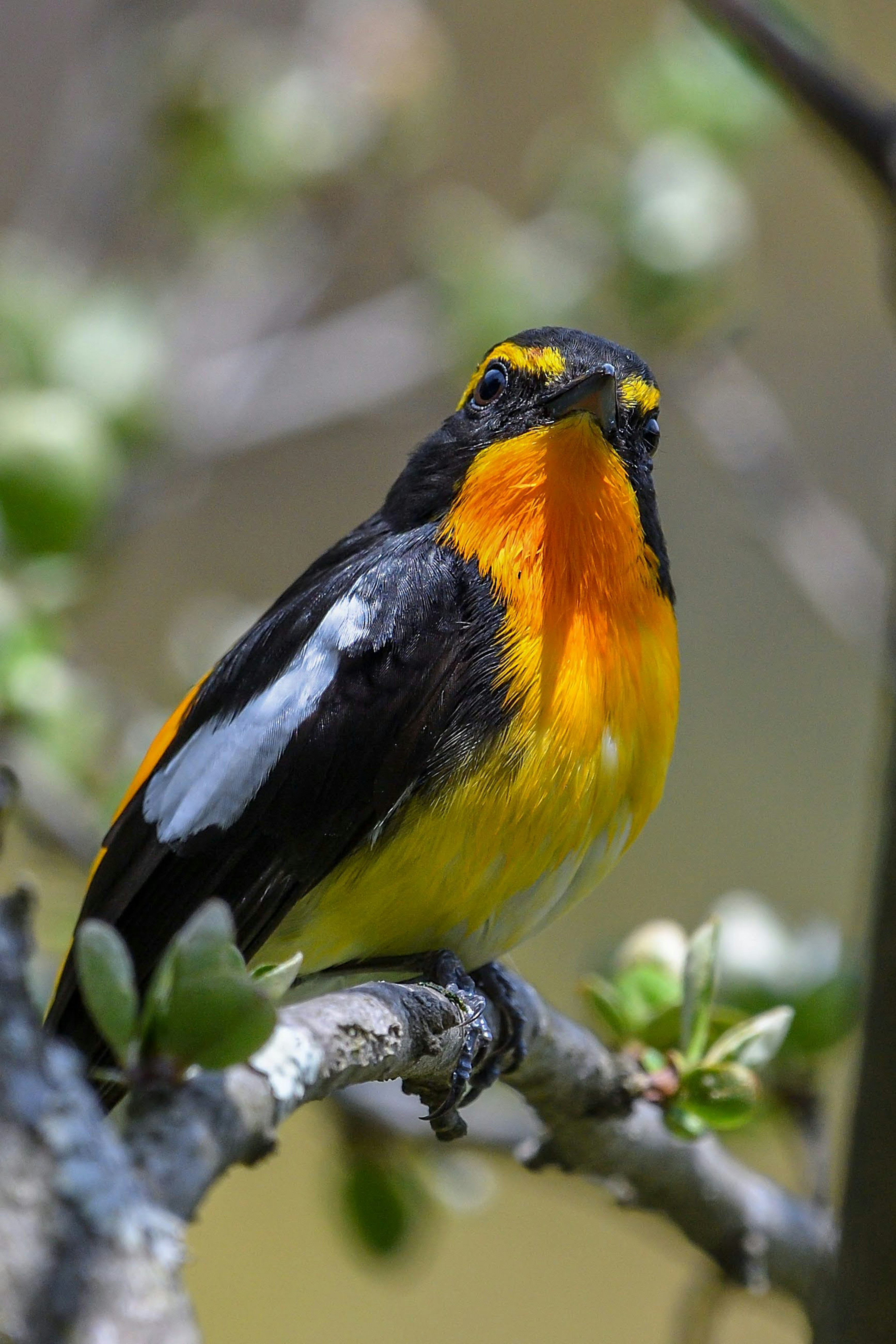 Ein kleiner Vogel mit leuchtend orangefarbenen und schwarzen Federn, der auf einem Ast sitzt