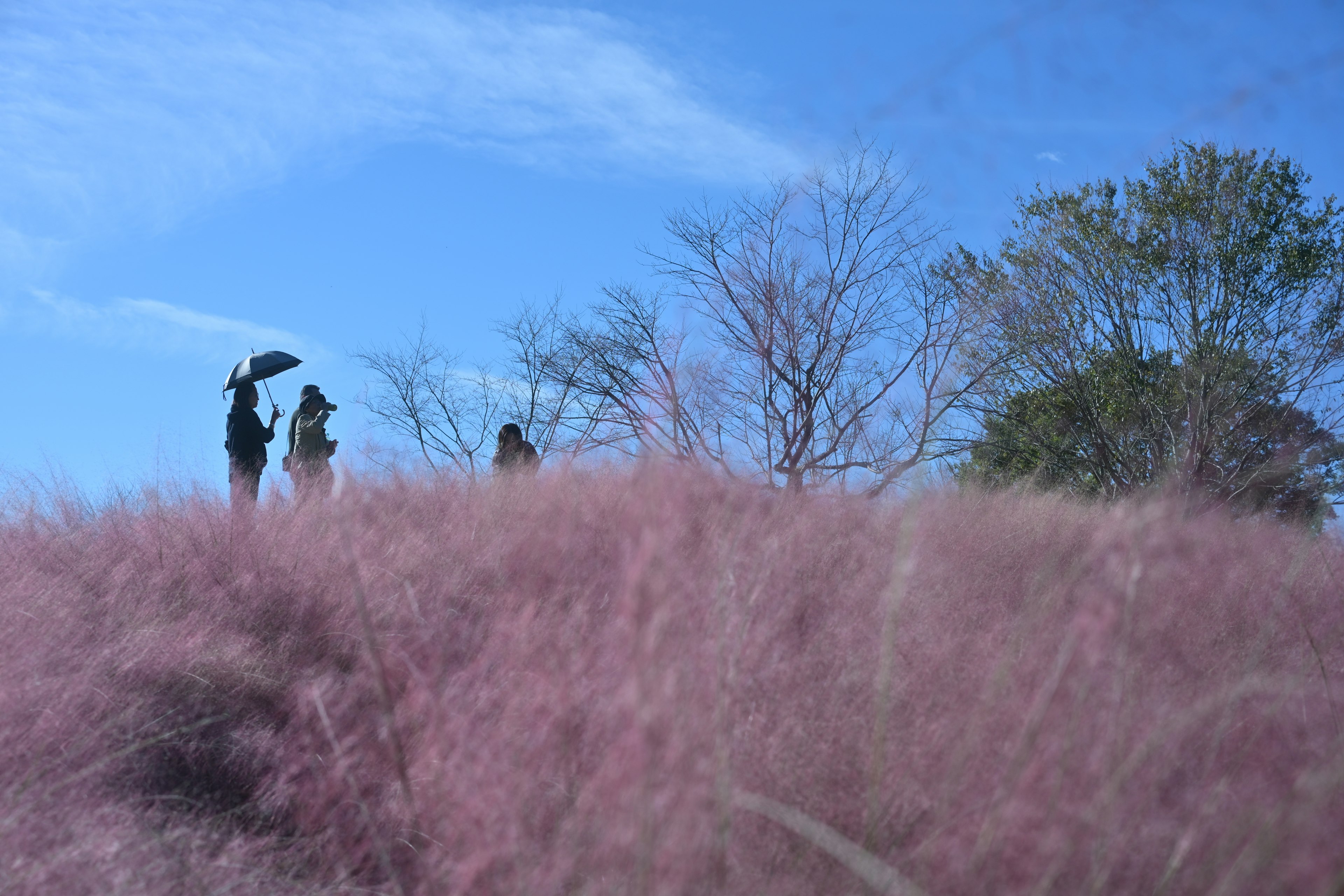 Persone in piedi su un prato rosa sotto un cielo blu