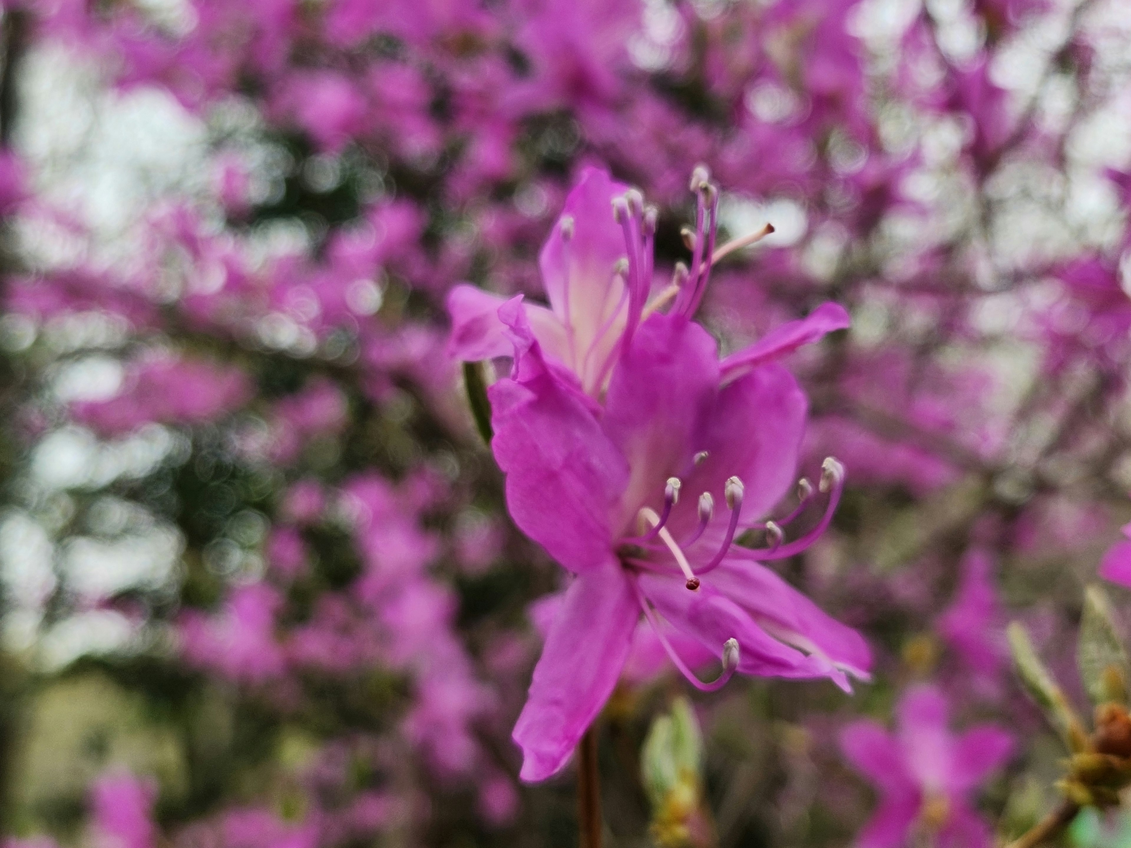 鮮やかな紫の花が咲いている様子 背景には同じ色の花がある