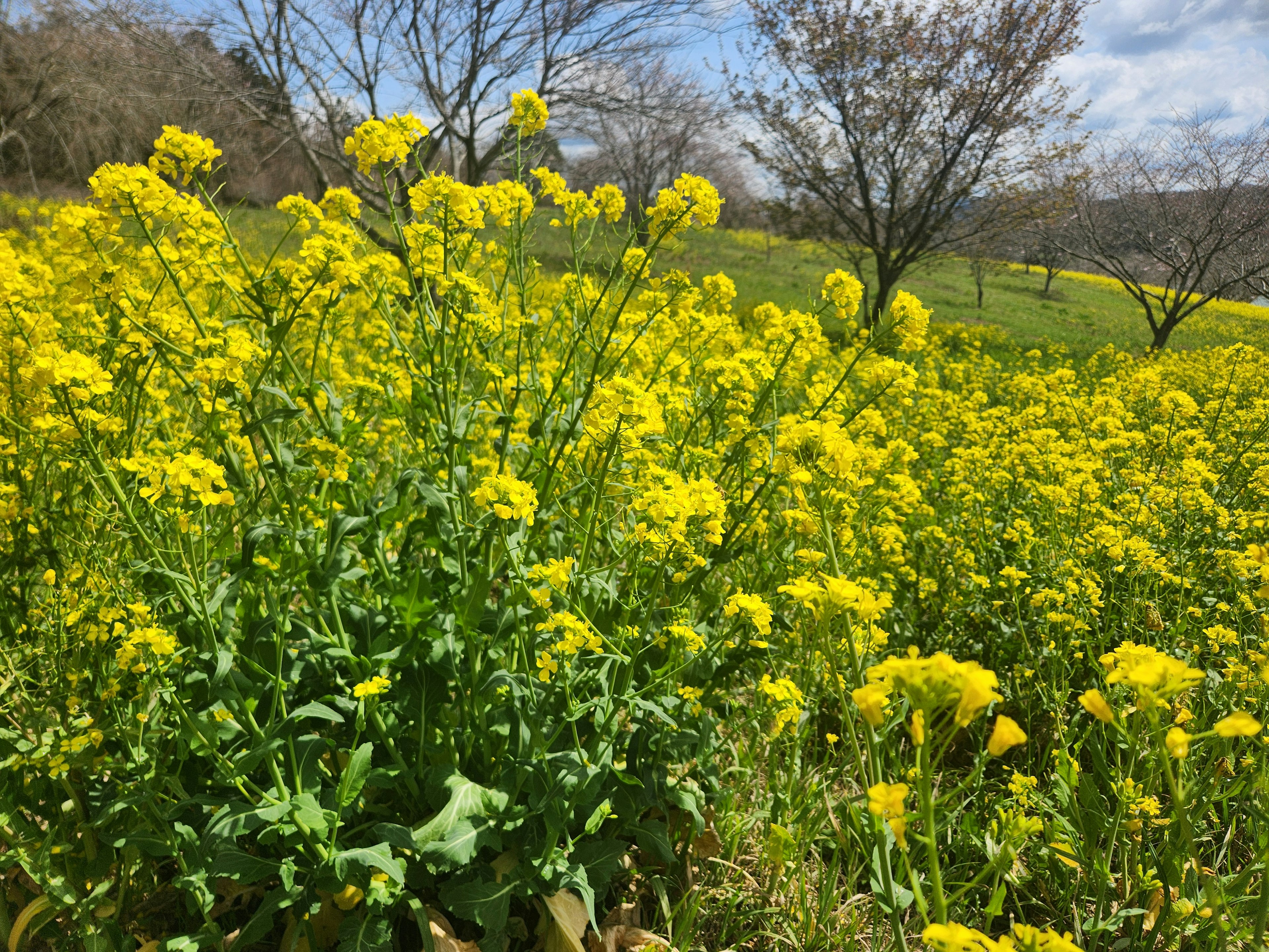 Campo de flores de colza amarillas bajo un cielo azul con árboles al fondo