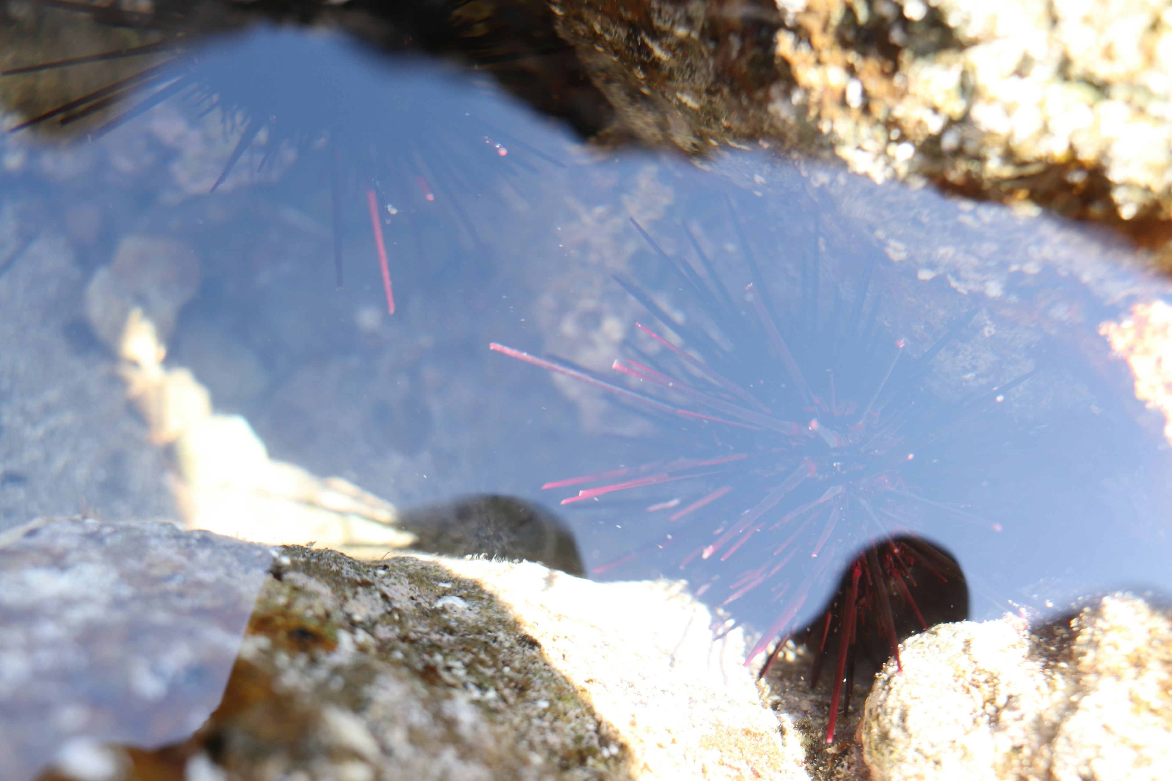 Wassertümpel, der rotes Meeresleben zwischen Felsen spiegelt