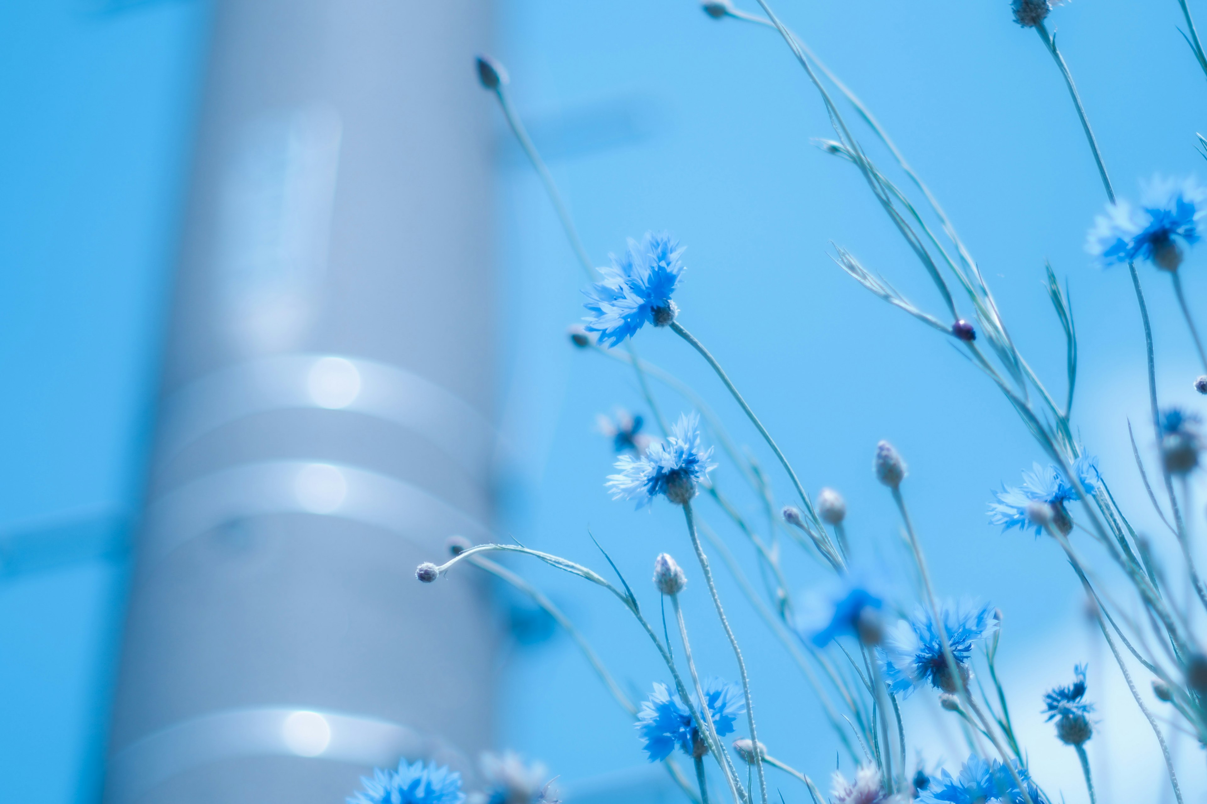 Immagine con delicati fiori blu su uno sfondo blu morbido