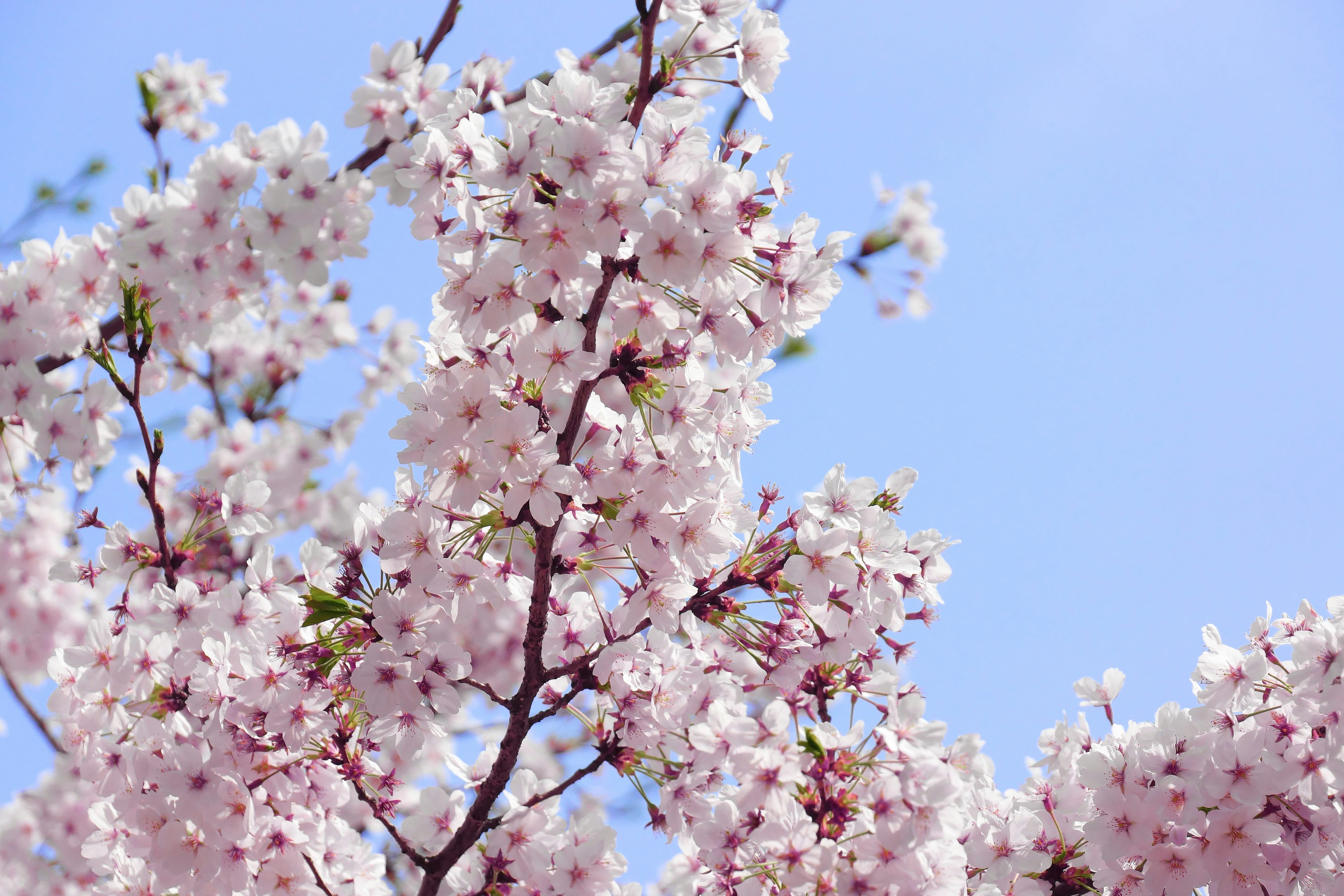 Cabang bunga sakura dengan bunga merah muda di bawah langit biru