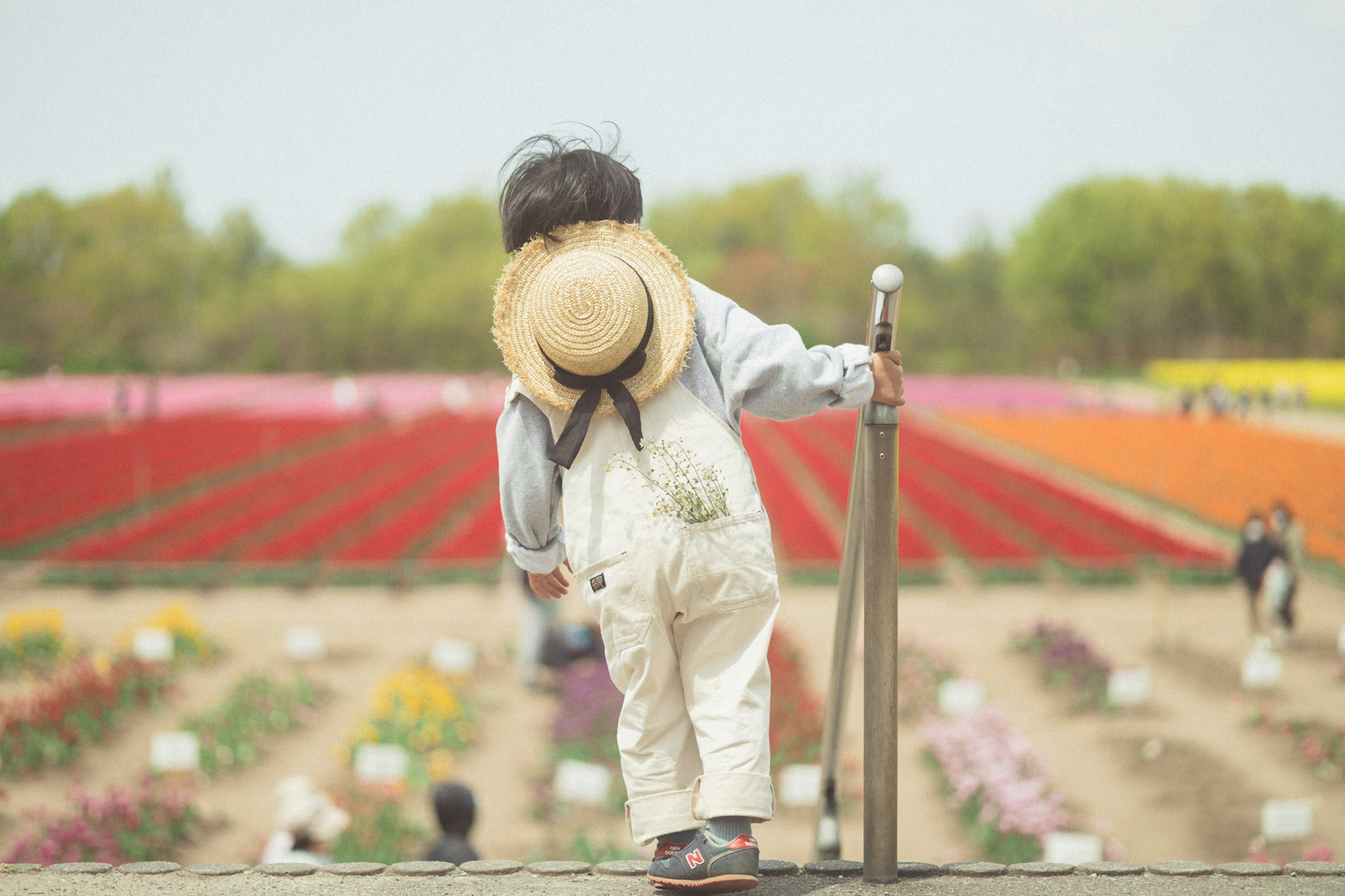 Bambino che osserva un campo di fiori di spalle