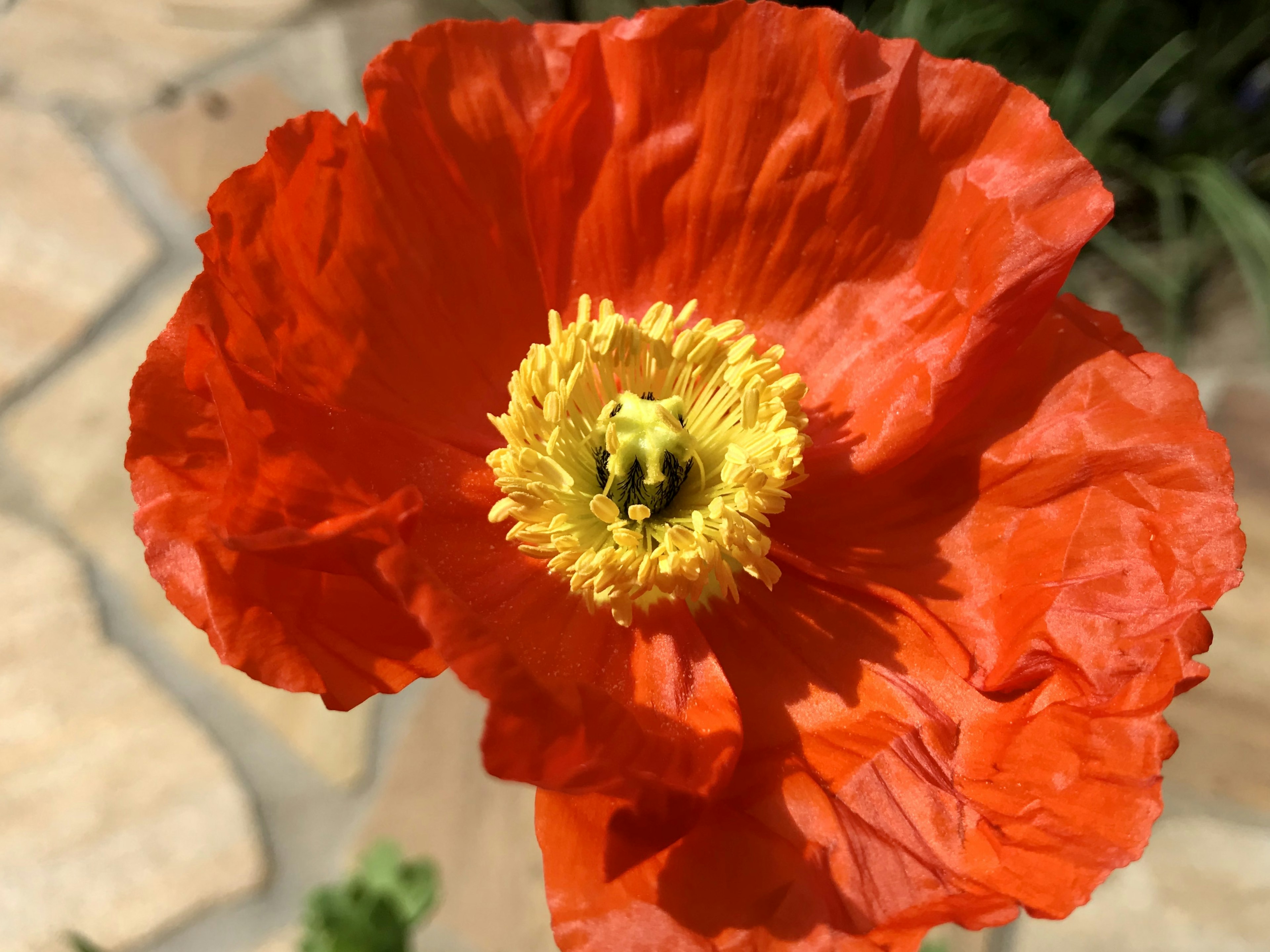 鮮やかなオレンジ色の花の中心に黄色い雄しべがある美しいポピー