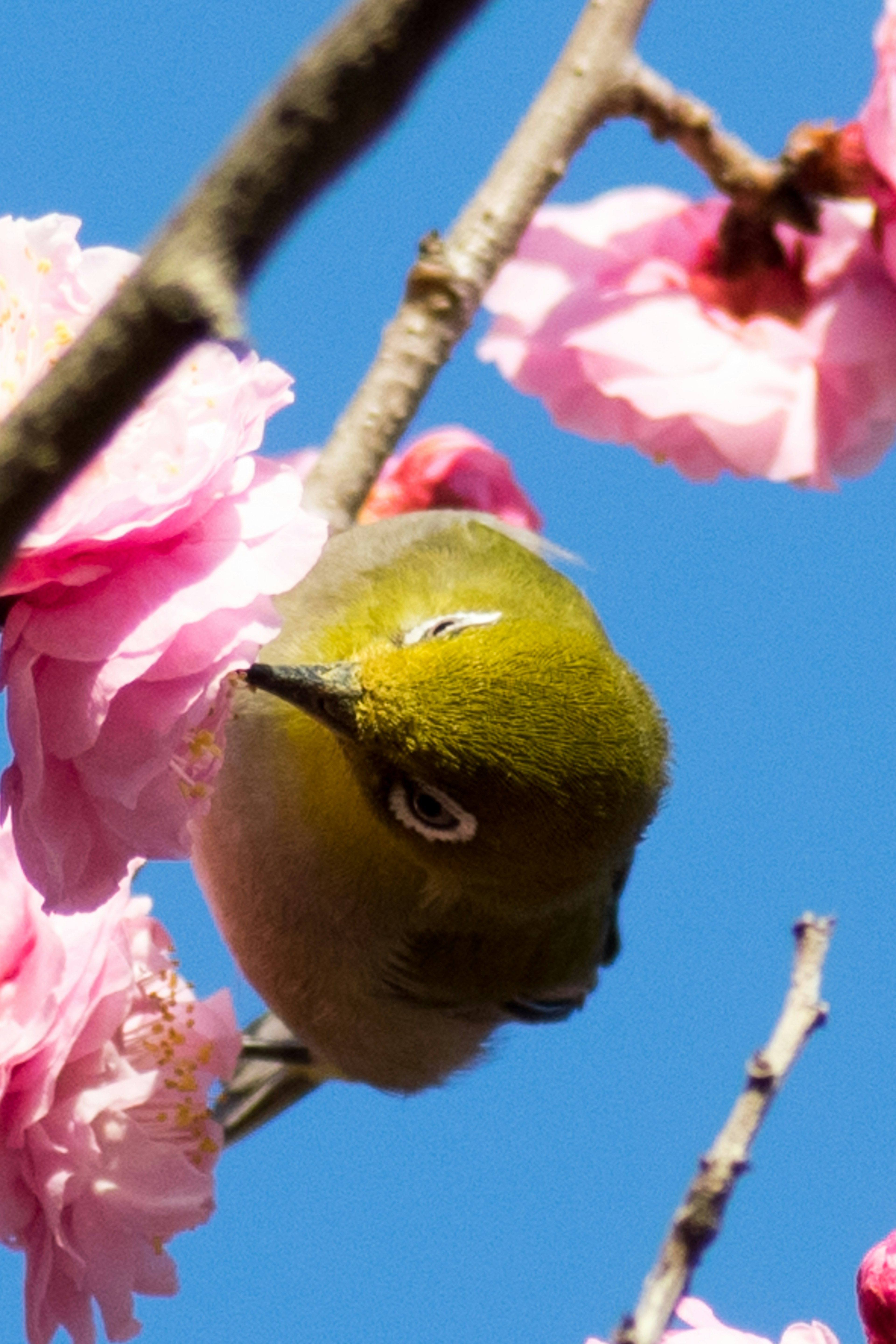 Kleiner grüner Vogel, der kopfüber zwischen Kirschblüten hängt