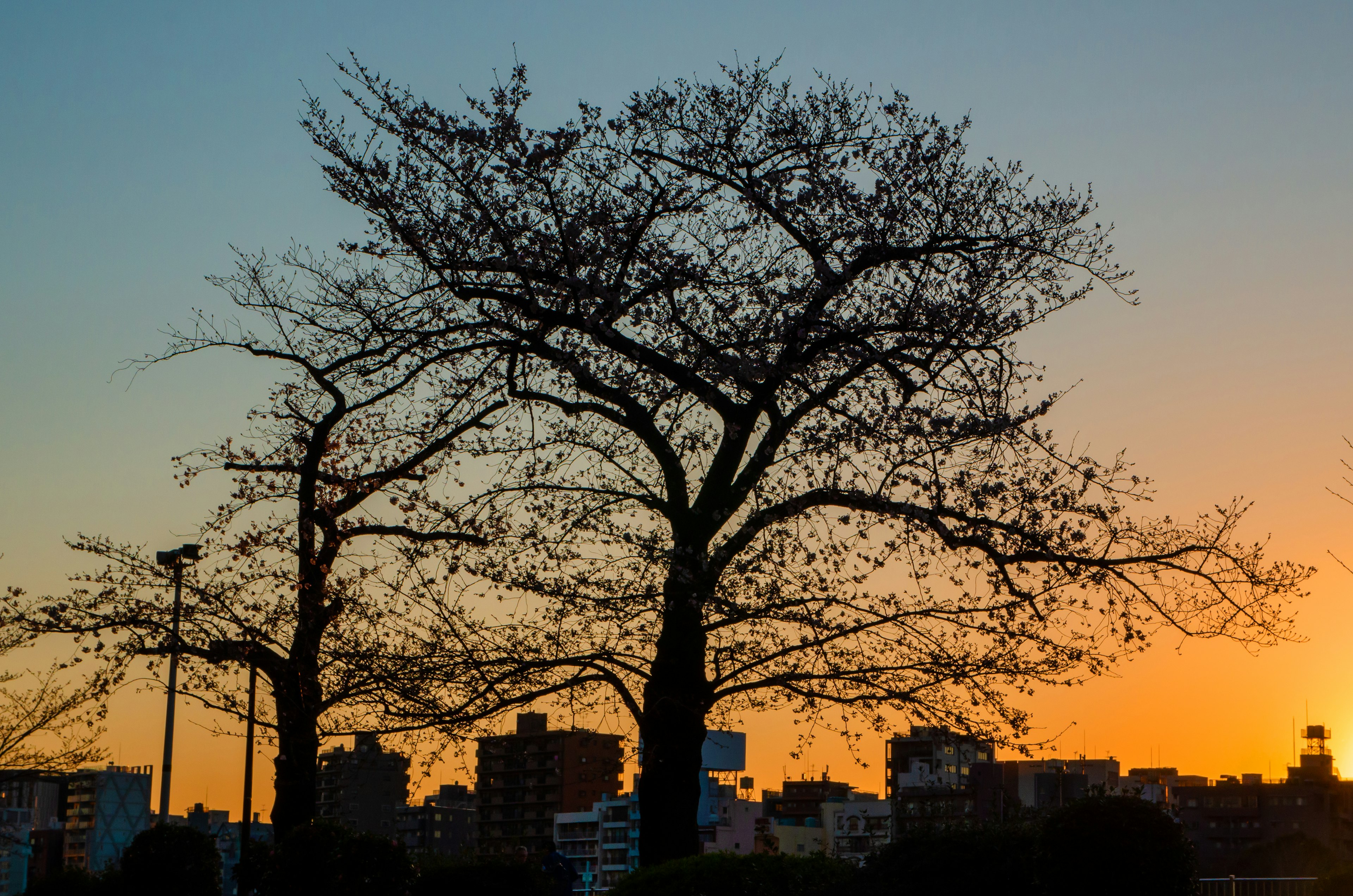 夕日の背景に立つ細い枝の木々