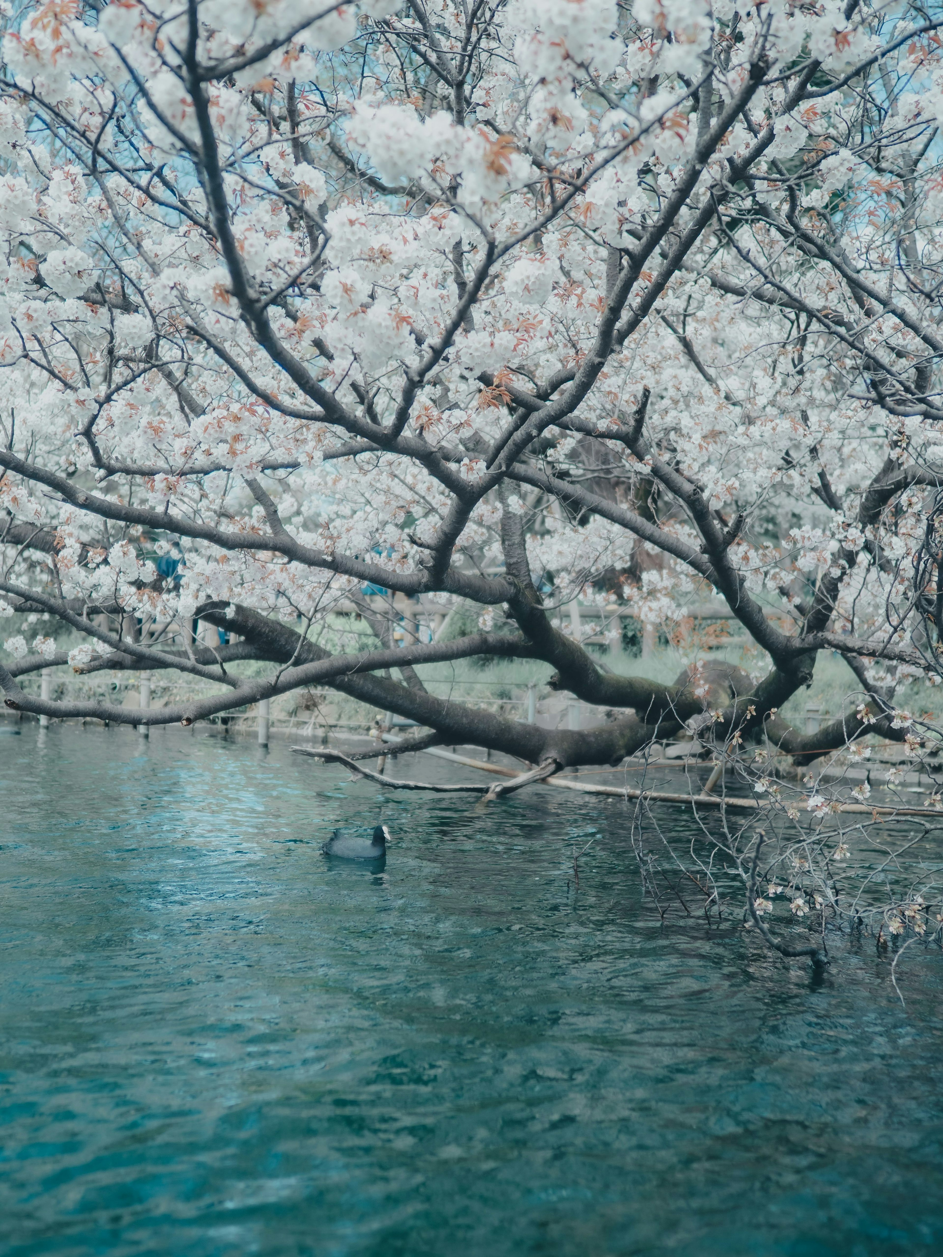 樱花树枝在平静的水面上与黑鸟