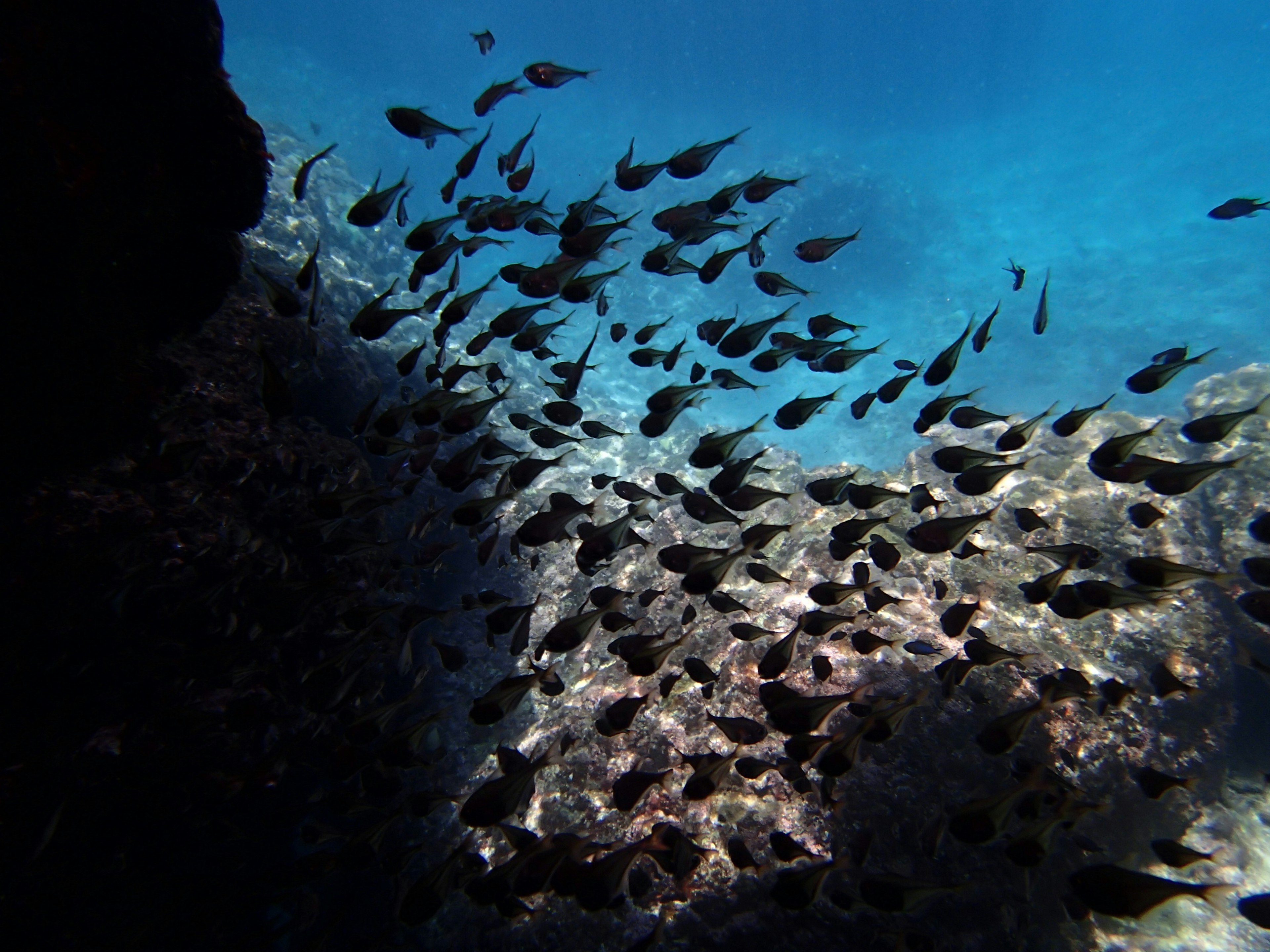 Banco de pequeños peces nadando en agua azul con sombras rocosas