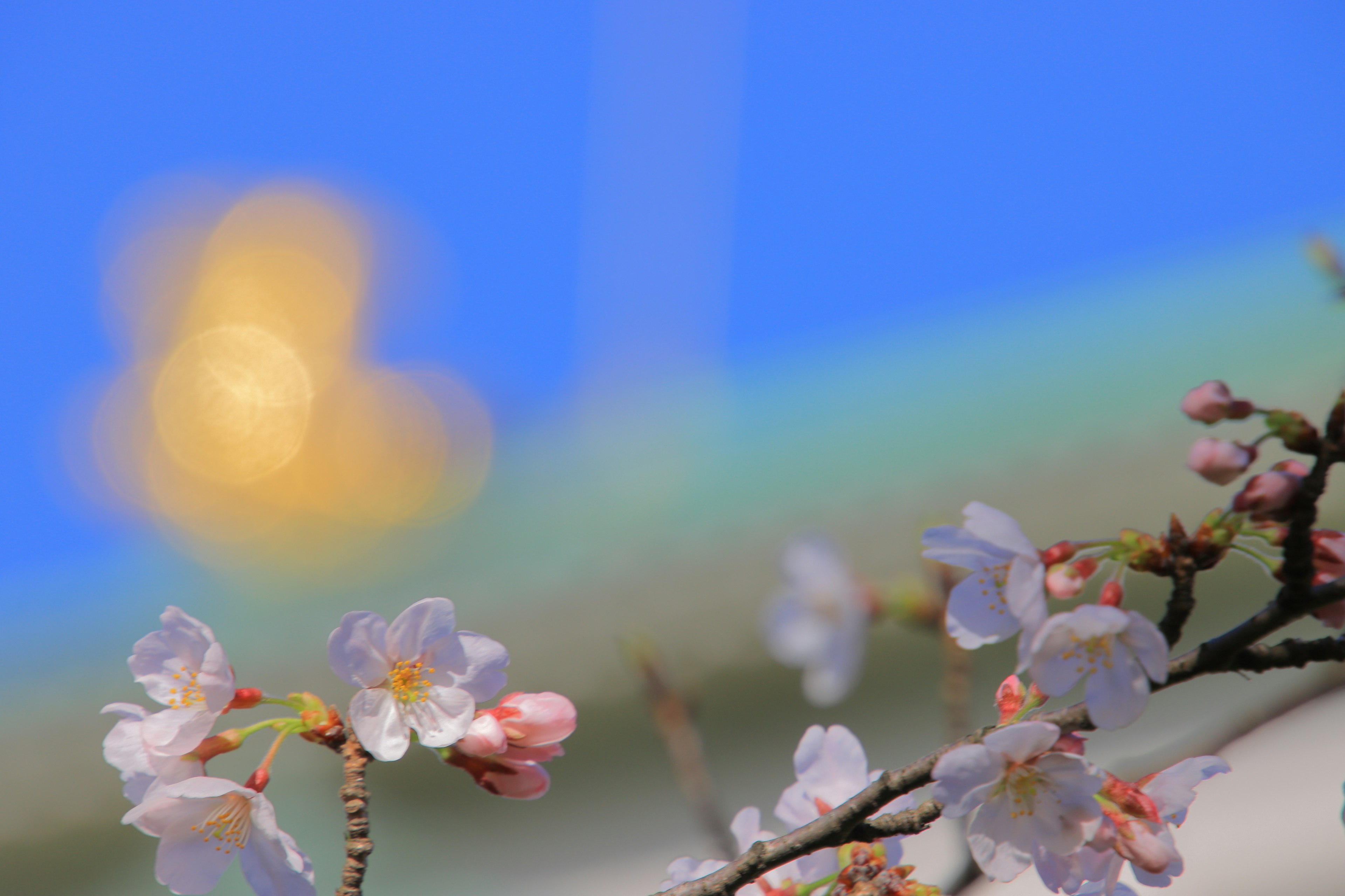 青空を背景に咲く桜の花とぼやけた光